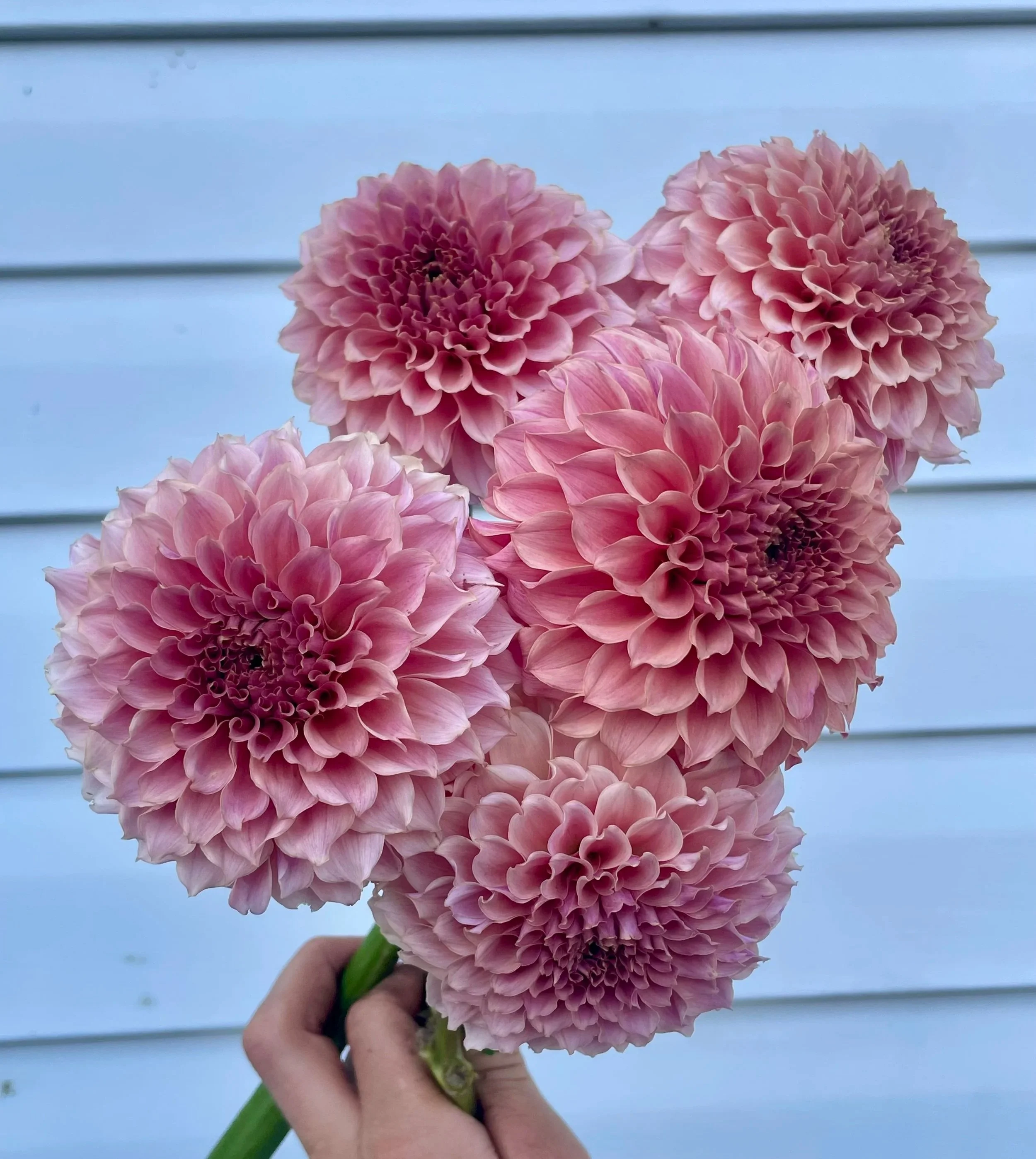 kas-coral-sea--dahlia-tuber.jpg