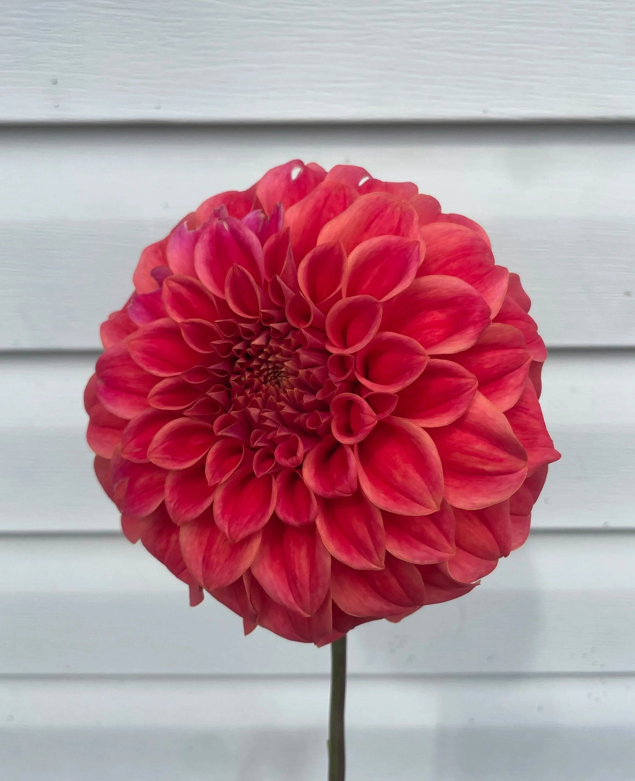Sylvia-Craig-Hunter-Dahlia-tuber-canada-2.jpg