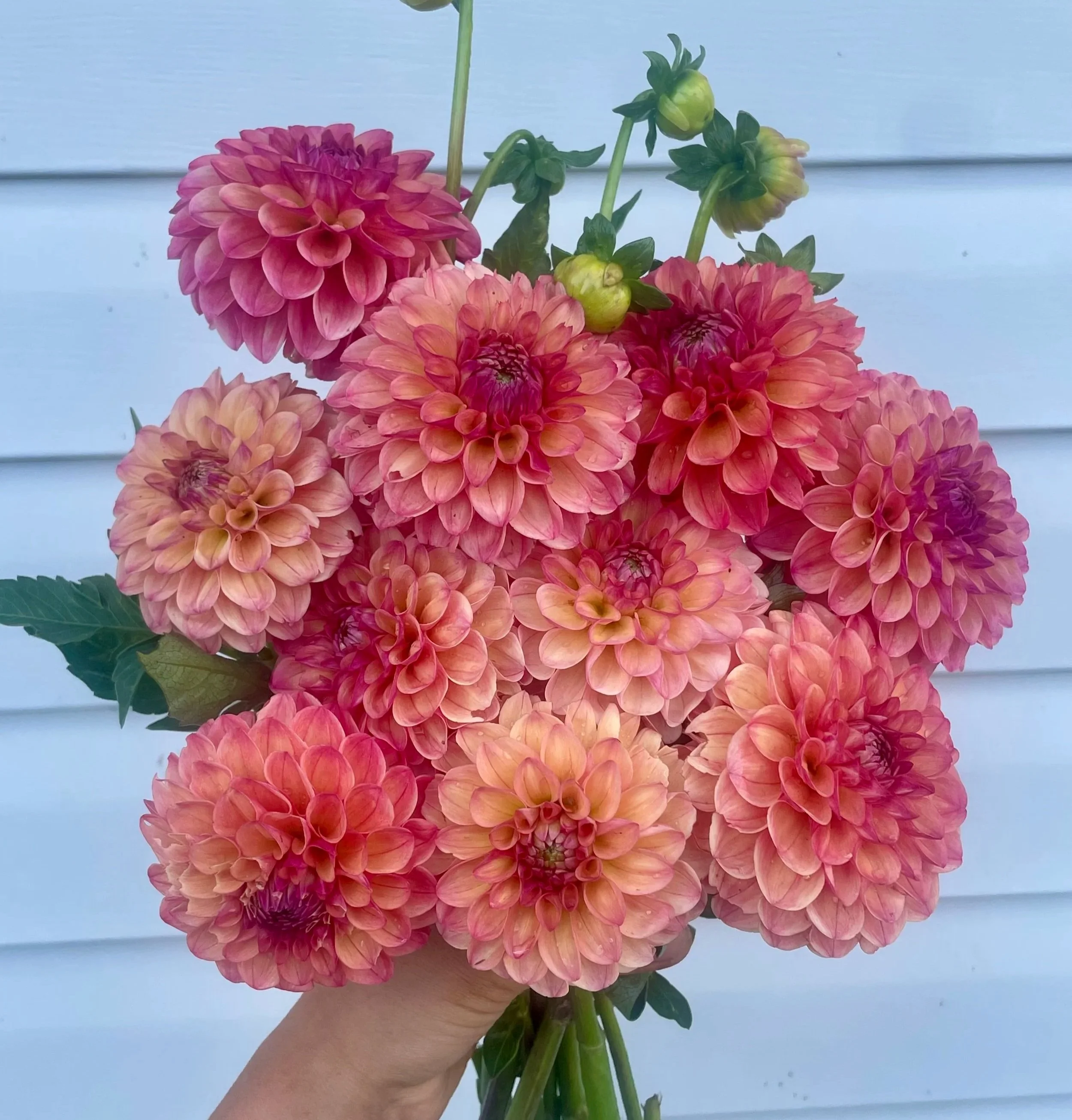 triple-lee-dee-dahlia-tuber-canada1.jpg