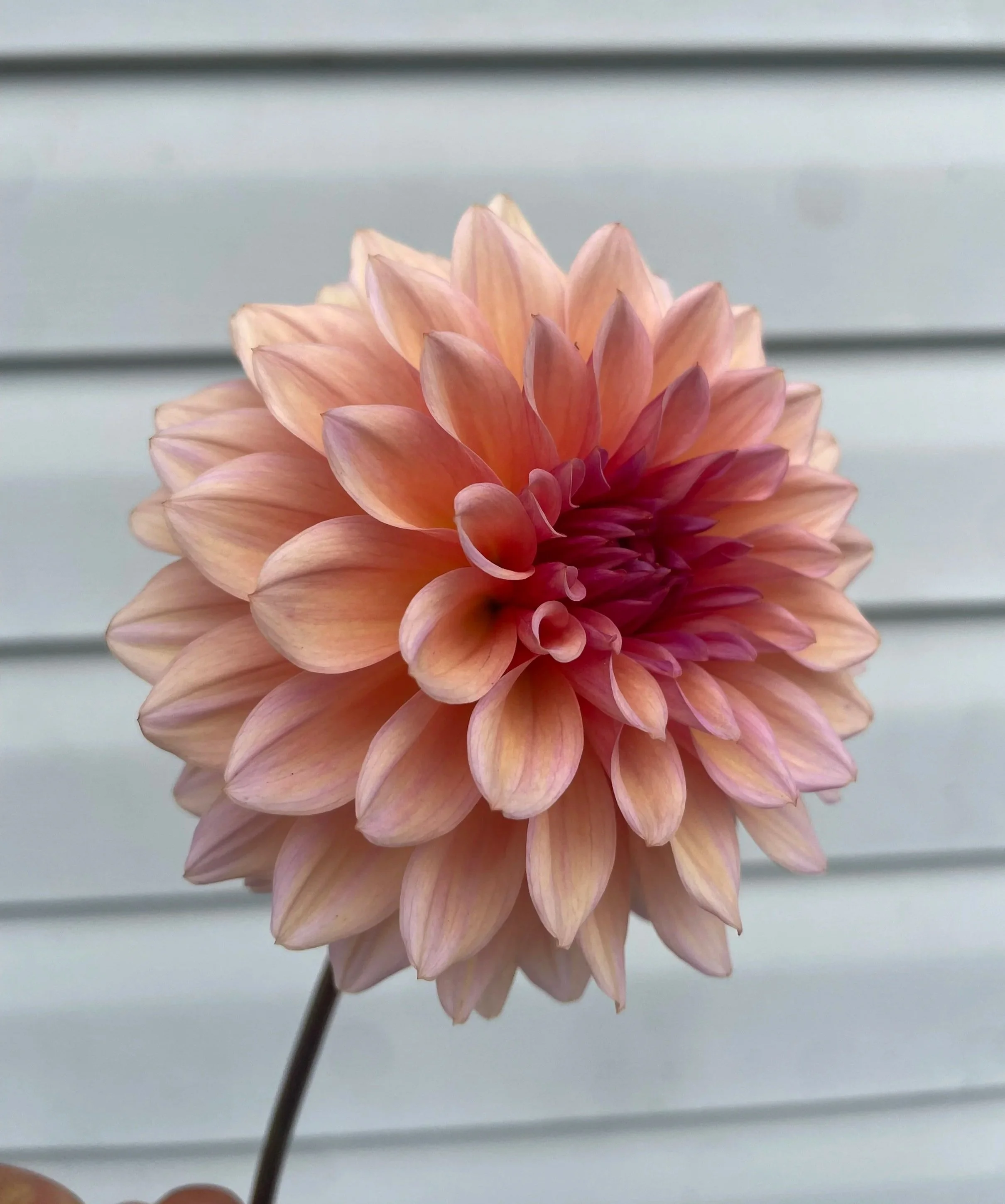 Echo-Jose-Dahlia-tuber-canada.jpg