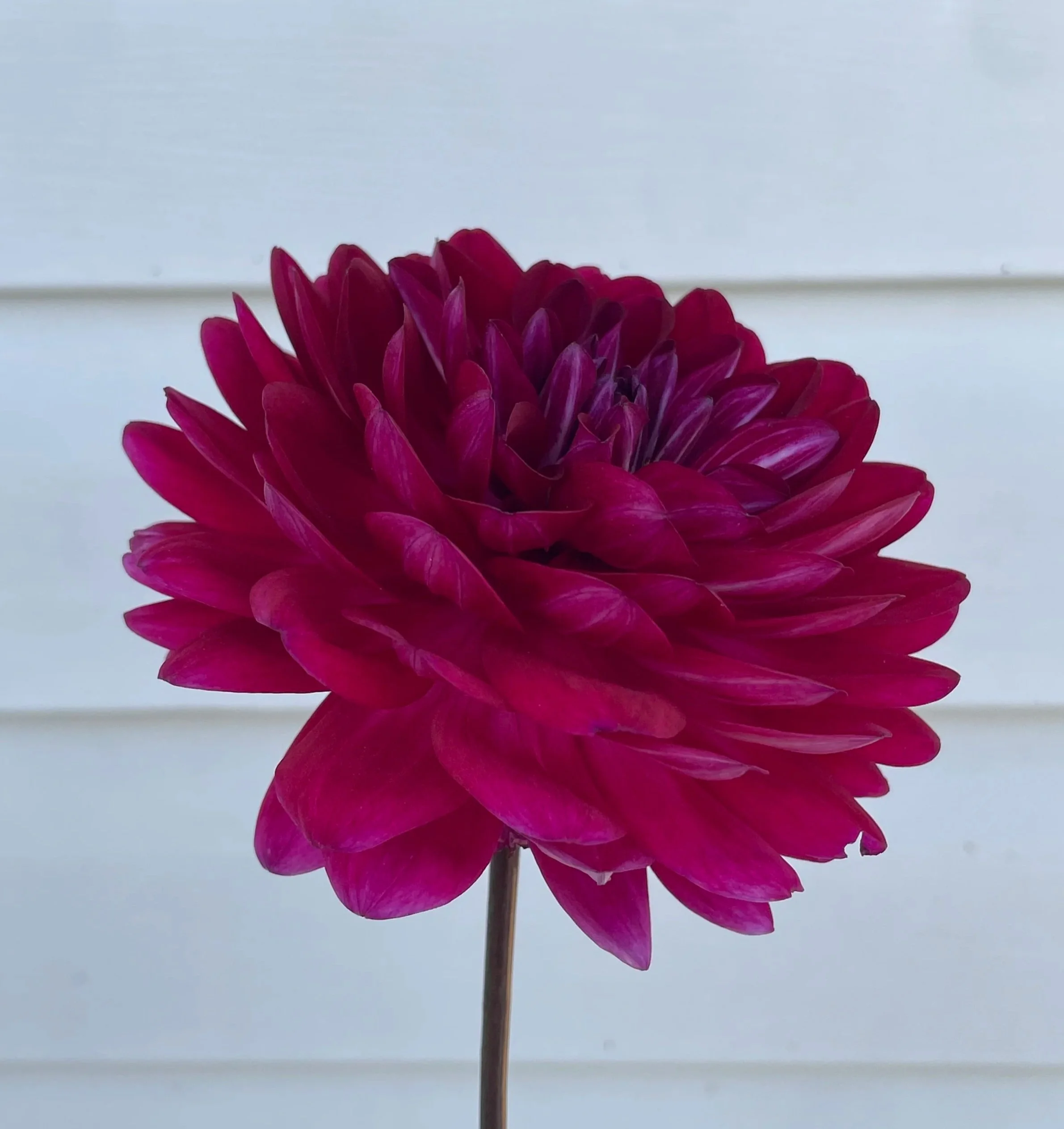 Sandia Bertha Dahlia Tuber