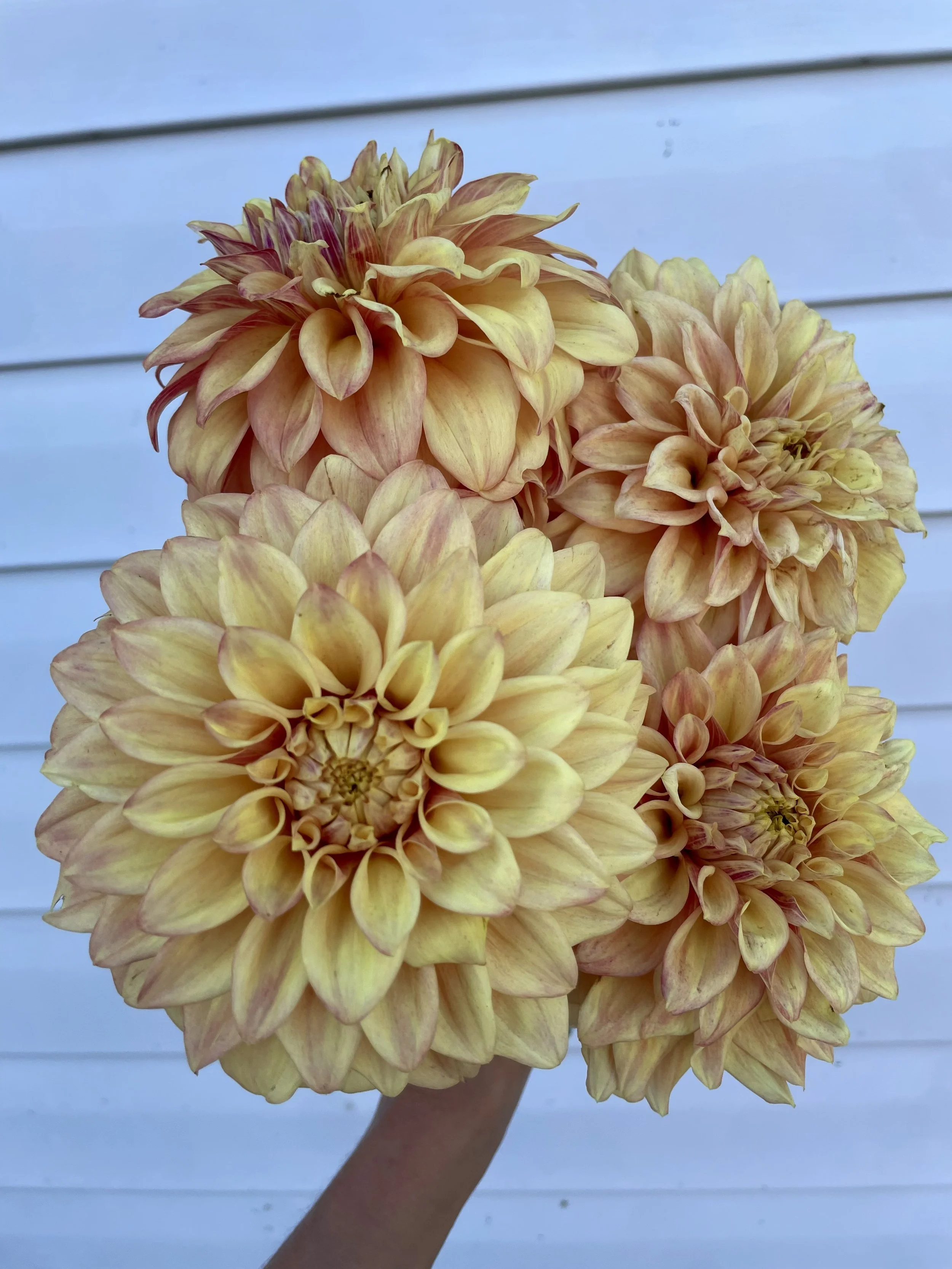 miss-amarah-dahlia-tuber-canada-2.jpeg