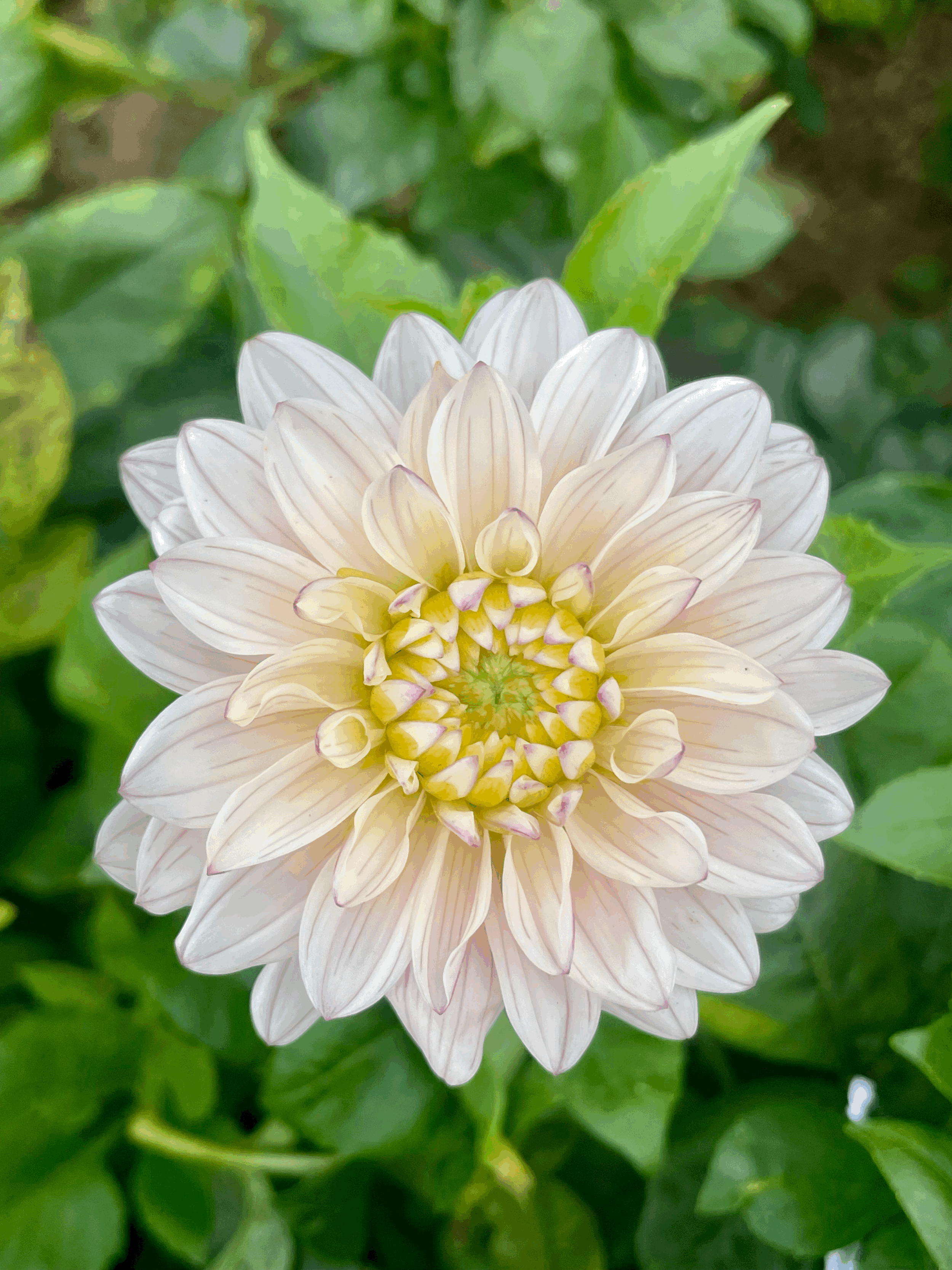 mystery dahlia flower grown from tuber in Canada