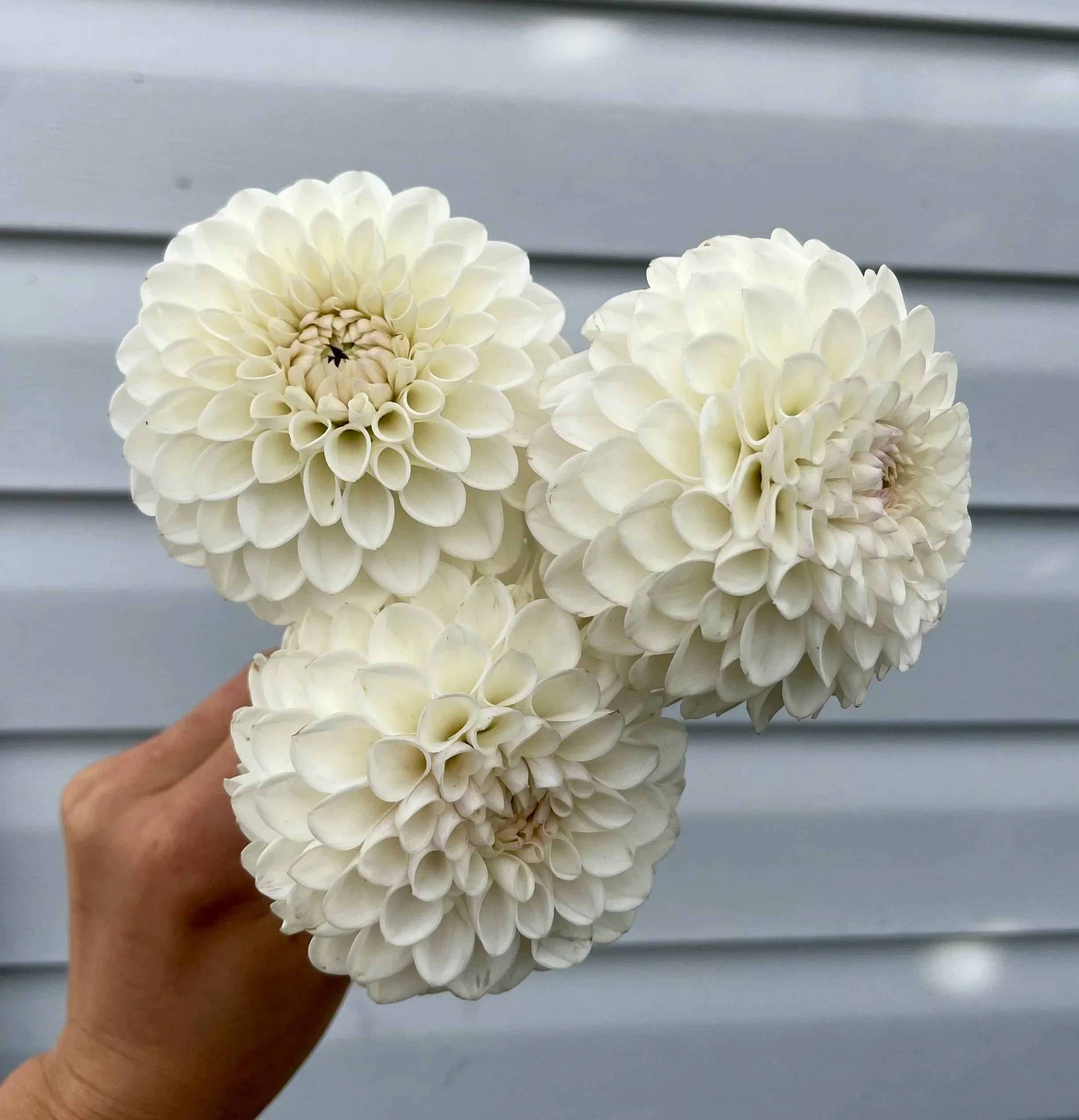 Ferncliff-Pearl-Dahlia-tuber-canada.jpg (Copy)