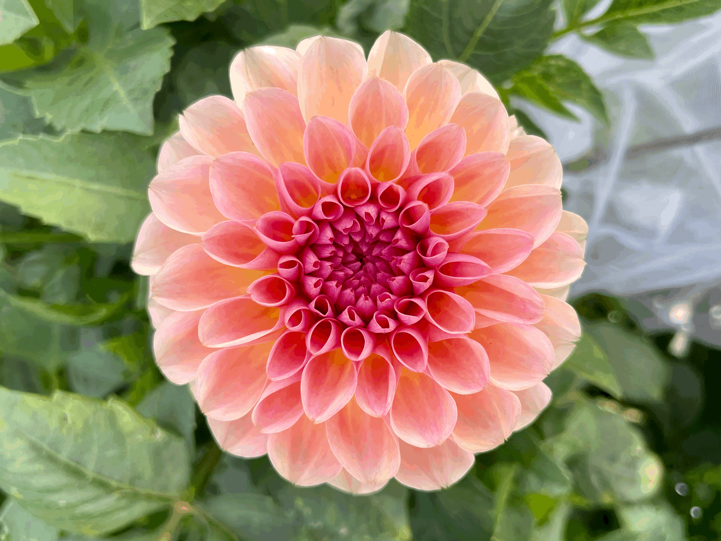 Sebastian Dahlia Tuber