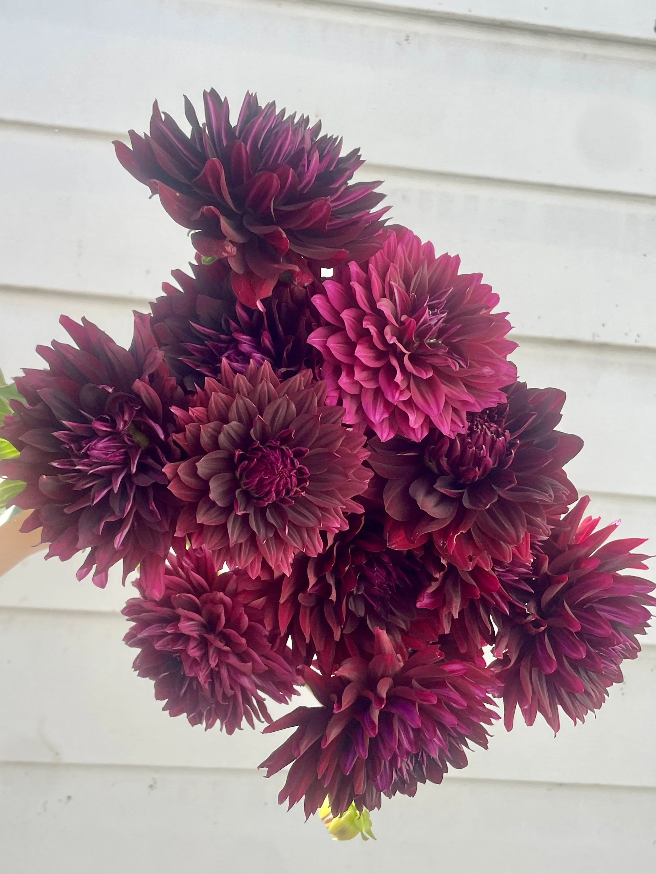 Holly hill black beauty dahlia blooms grown at a Canadian flower farm