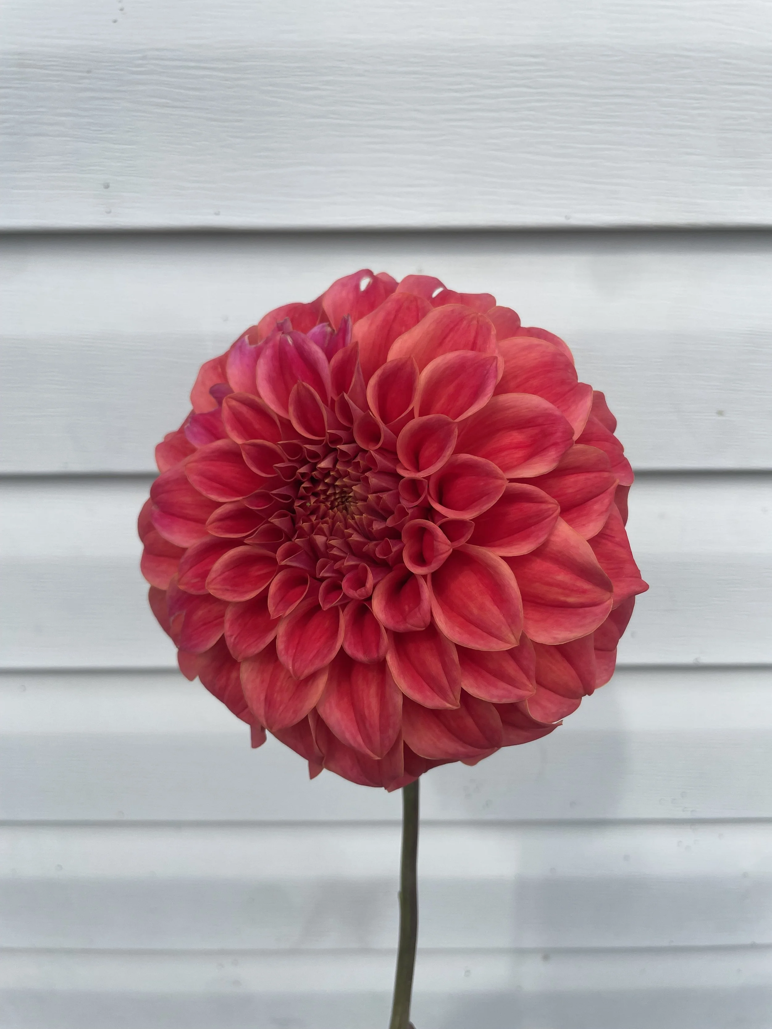 Sylvia Craig Hunter Dahlia Tuber