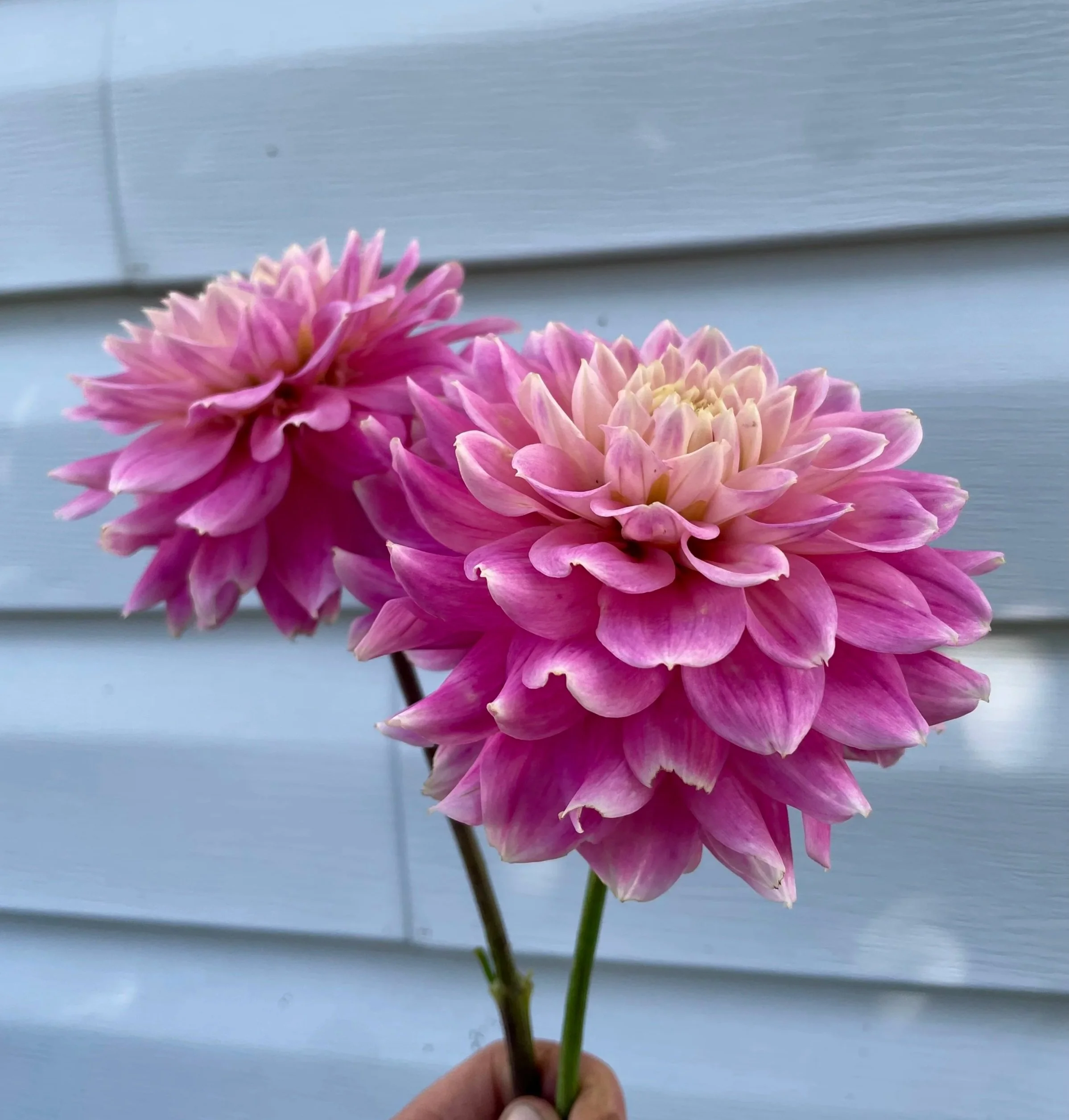 miss-sarah-Dahlia-Tuber-canada1.jpg
