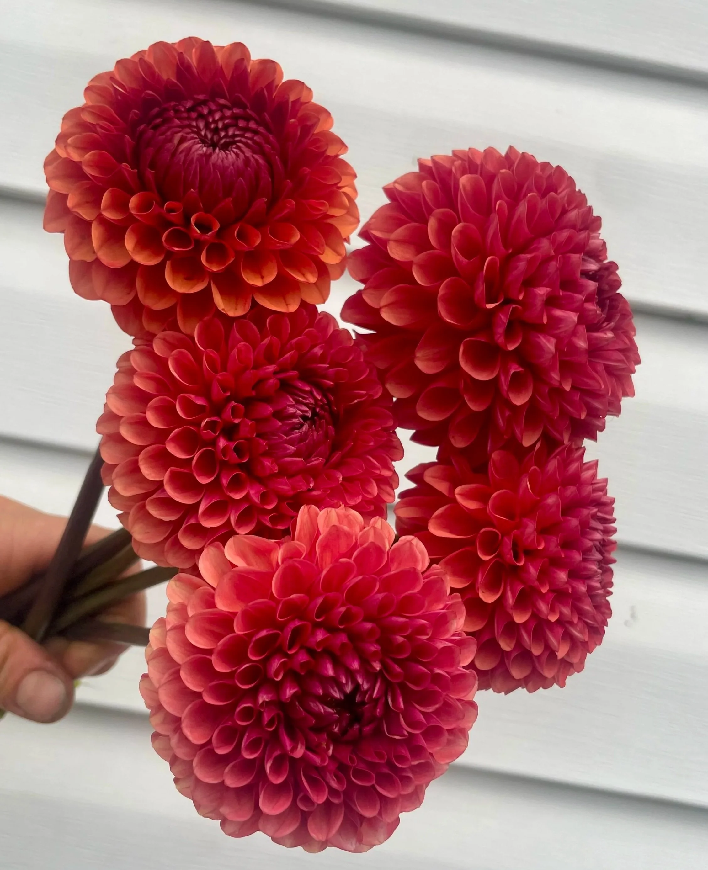 Brown-sugar-3-dahlia-tuber.jpg