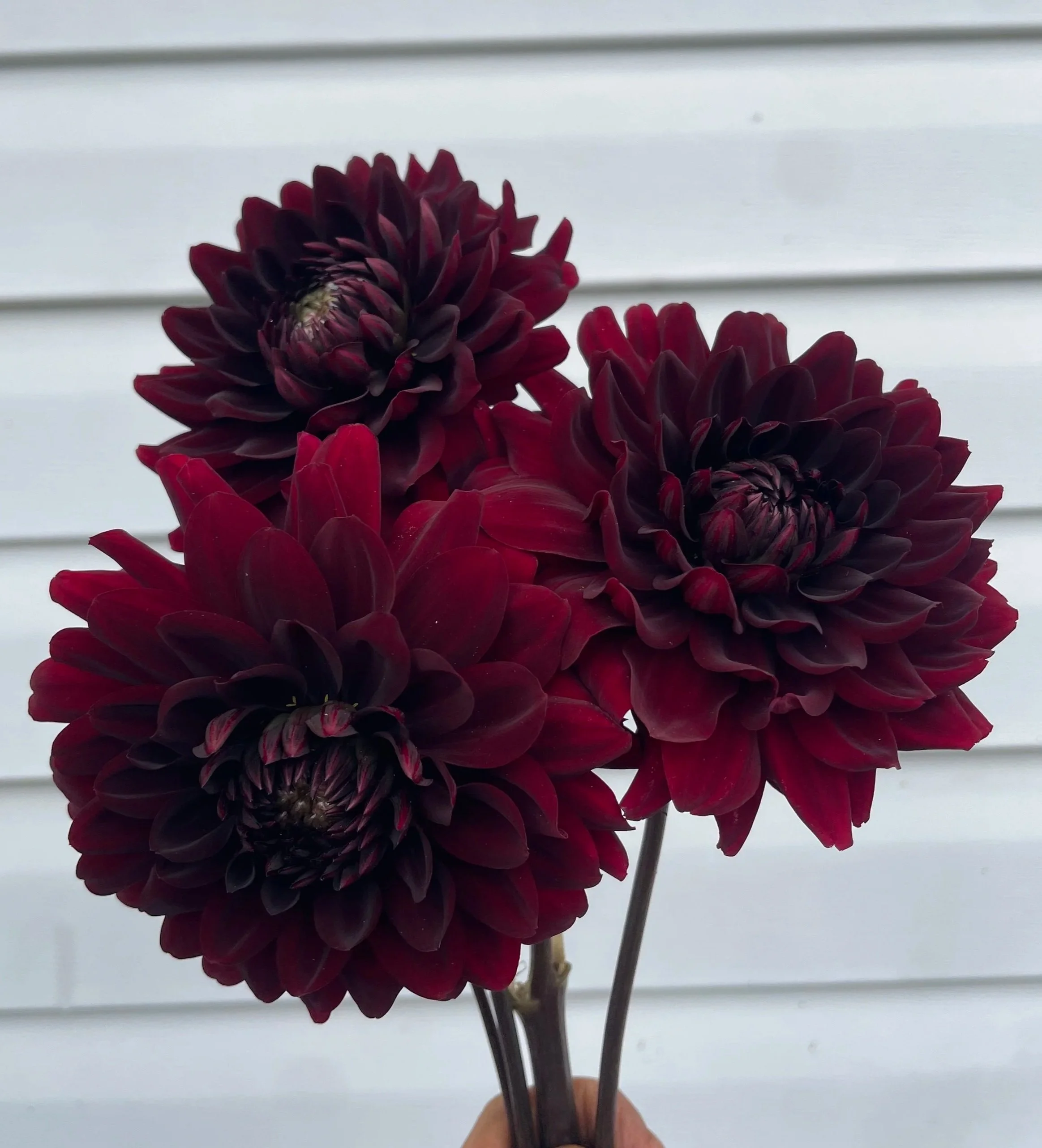 Karma Chocolate Dahlia Tuber