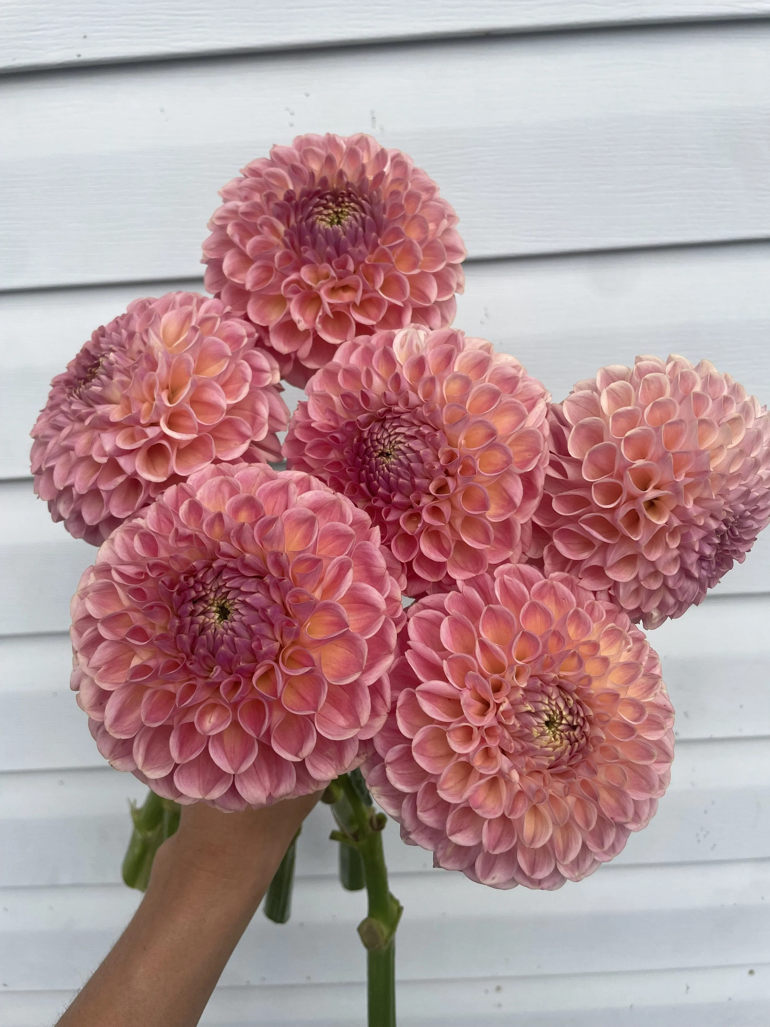 clearview-peachy-dahlia-tuber-canada1.jpeg
