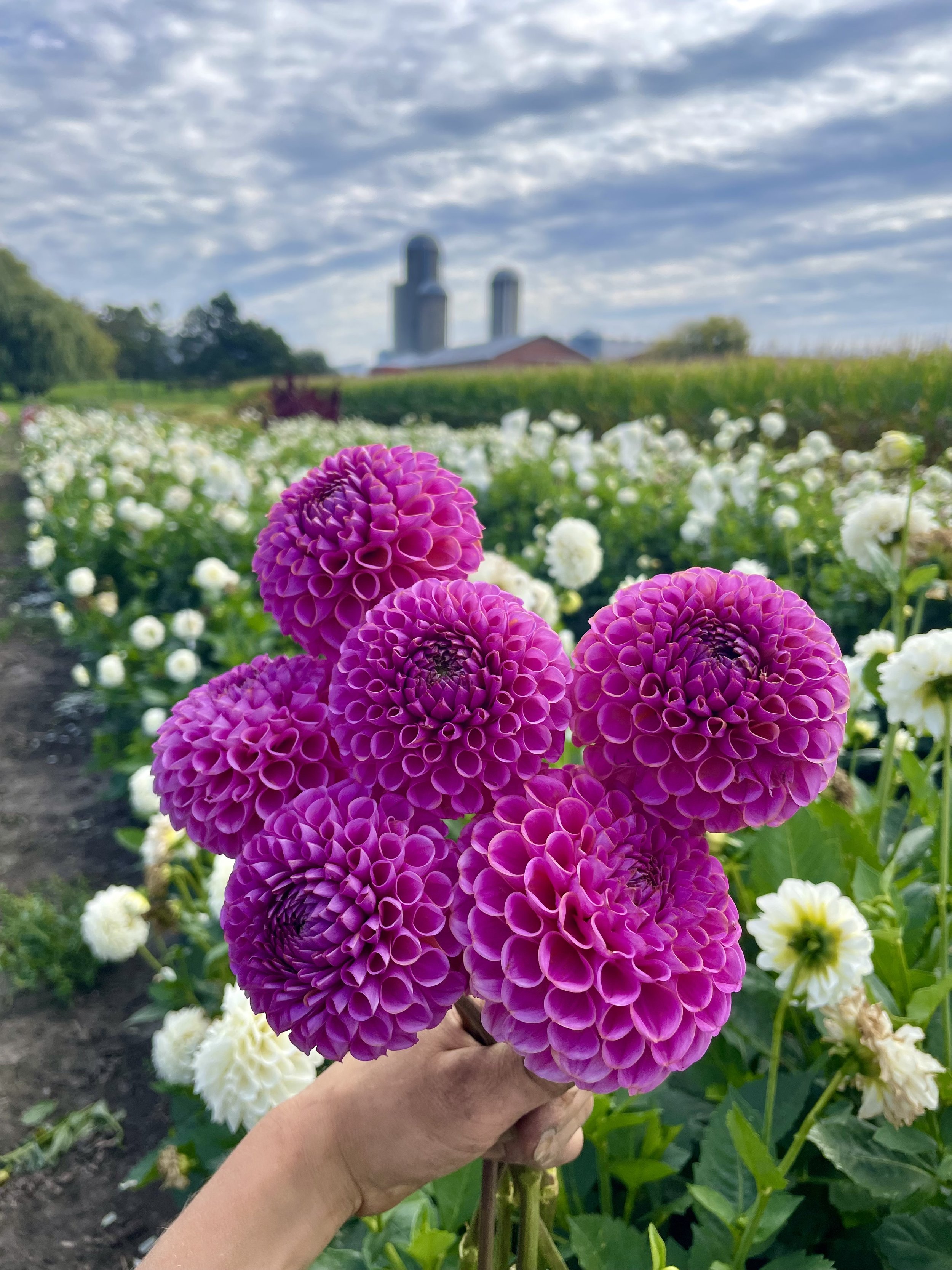 isabel-dahlia-tuber-canada-2.jpeg