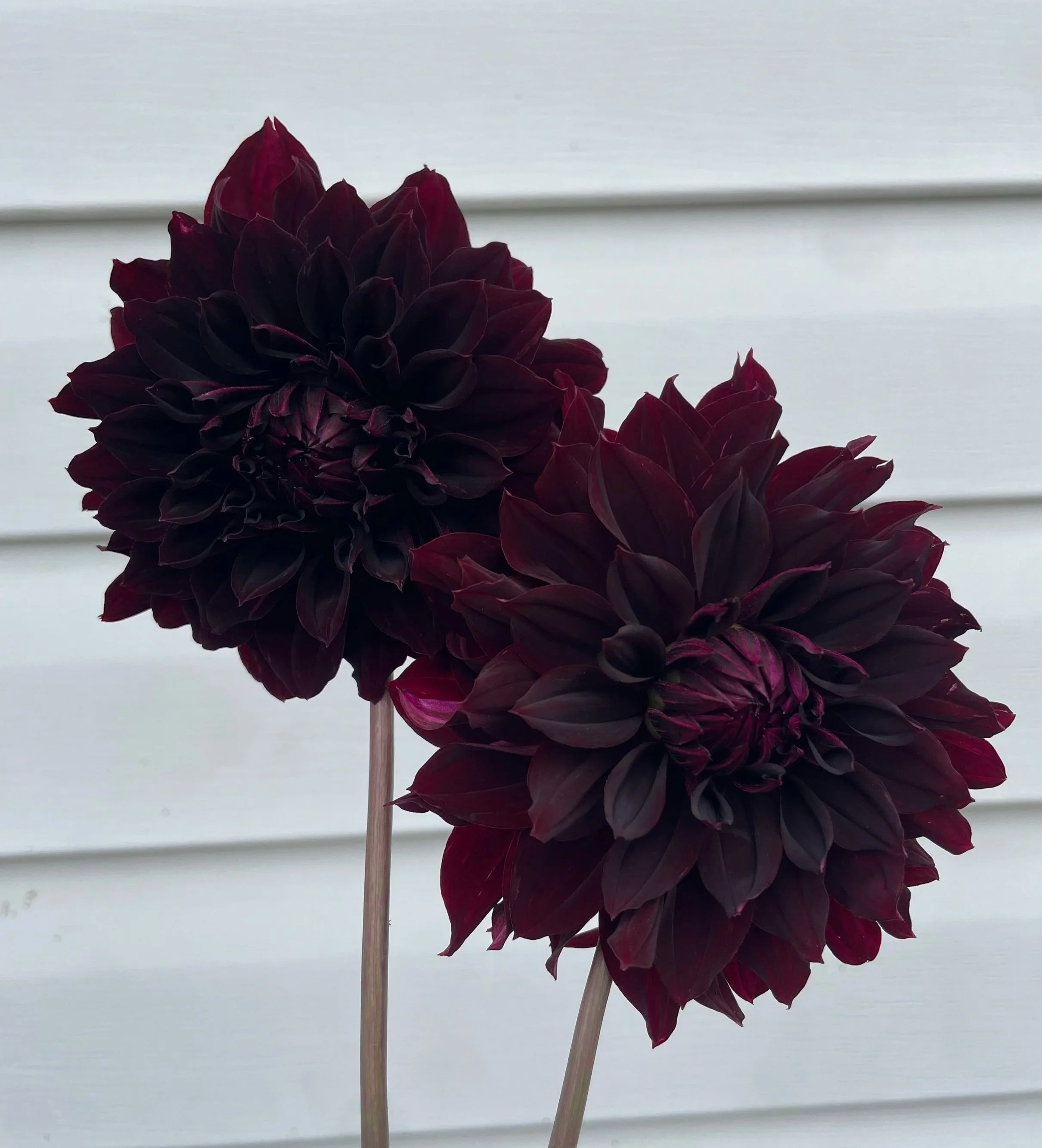 rip-city-Dahlia-Tuber-canada.jpg