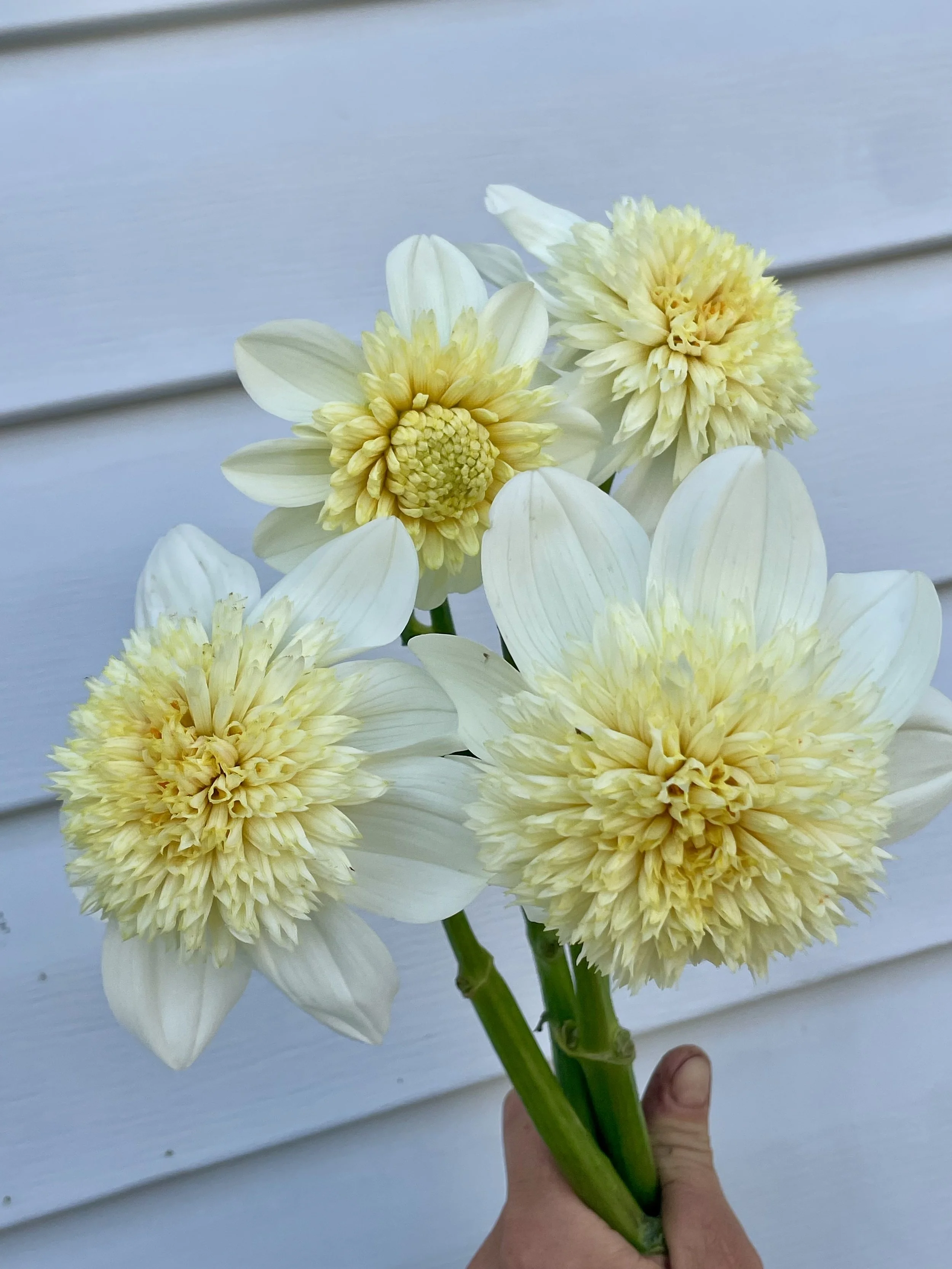 Platinum Blonde Dahlia Tuber