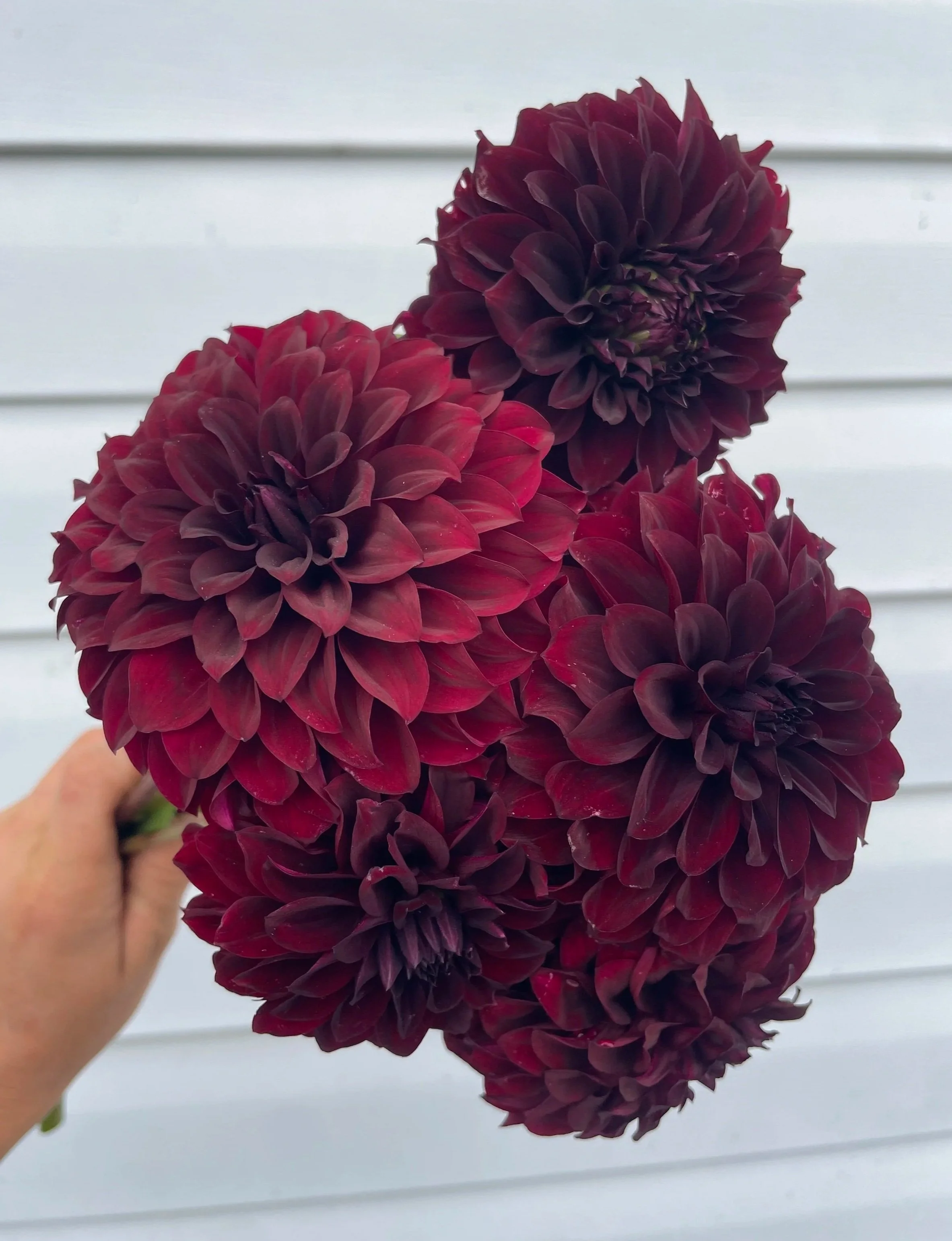 shadow-cat-Dahlia-Tuber-canada.jpg (Copy)