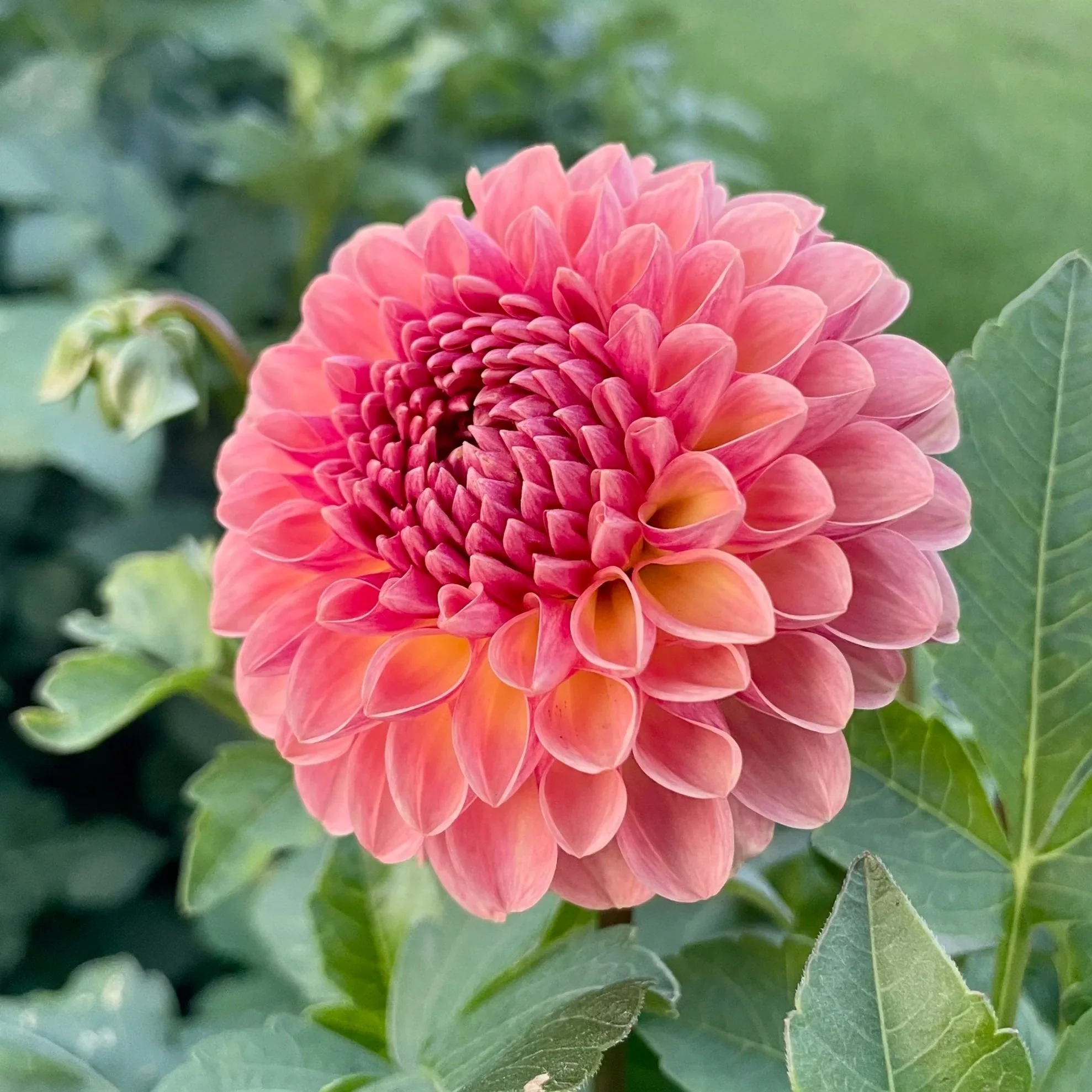 Coseytown-bounty%27-Dahlia-Tuber.jpg