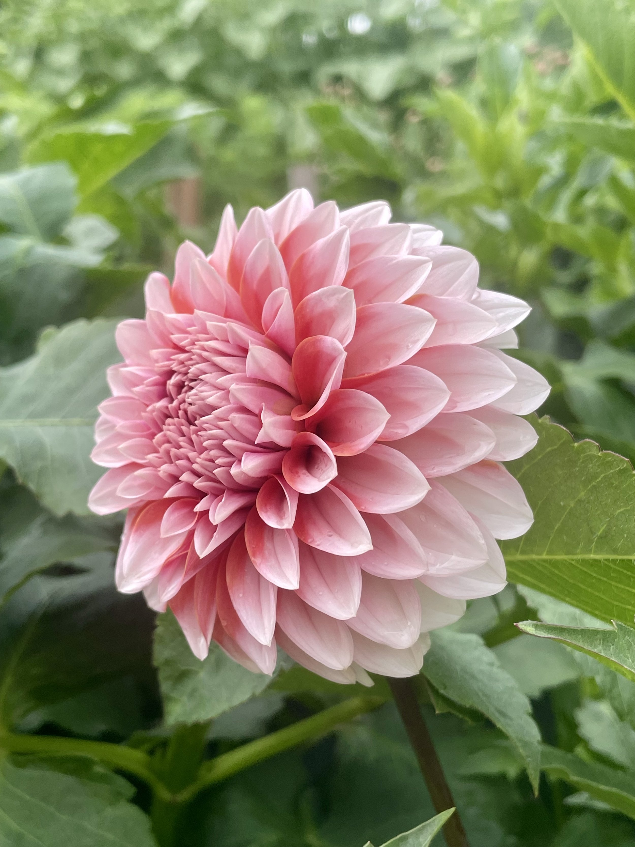 R.M. Babygirl Dahlia Tuber