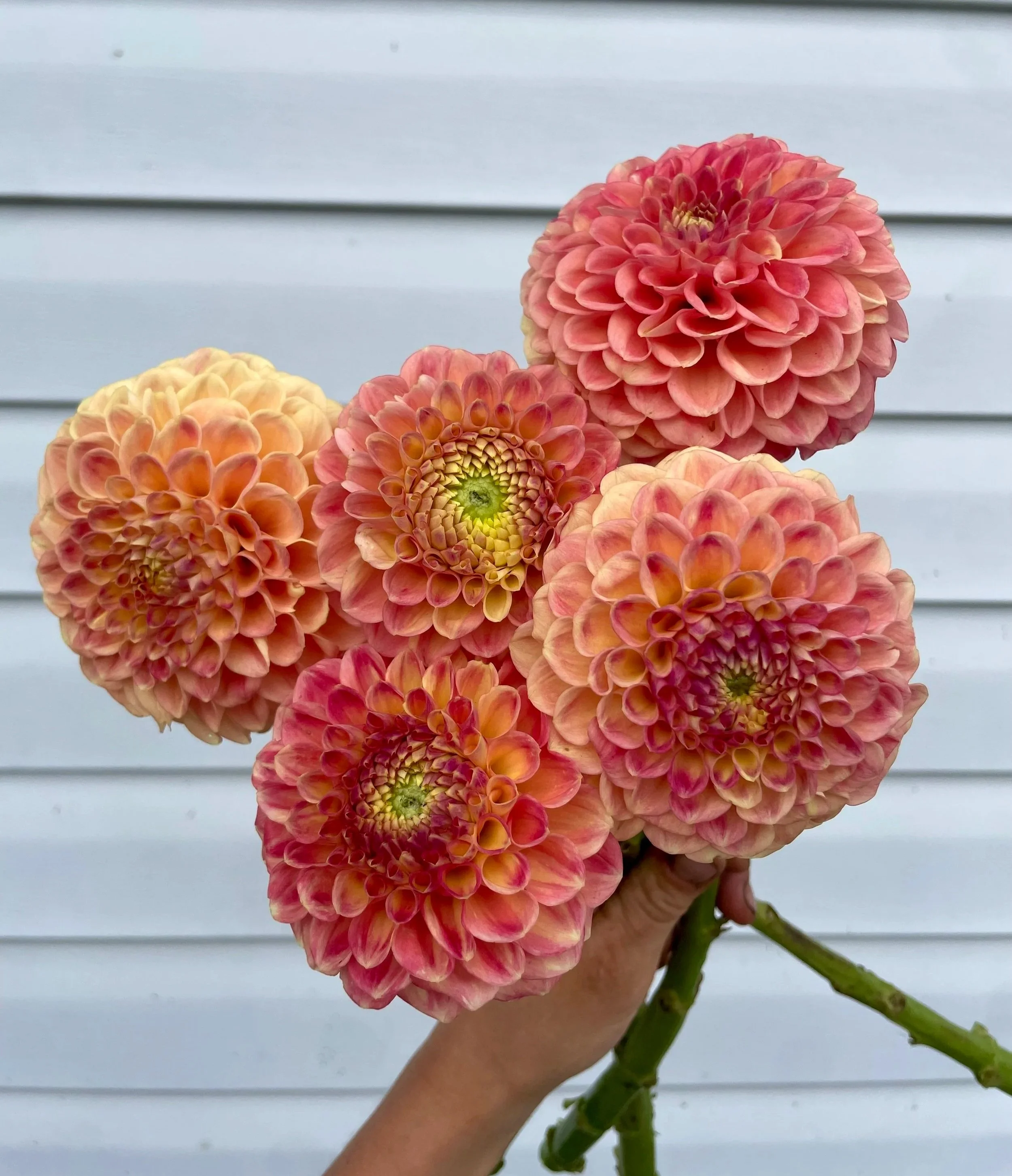 snoho-doris-dahlia-tuber-canada.jpg