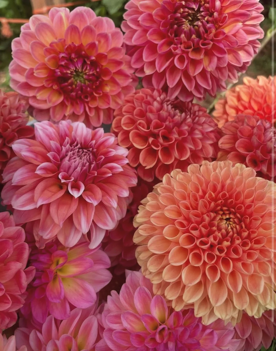 Flat lay of fresh dahlias grown at a Canadian flower farm