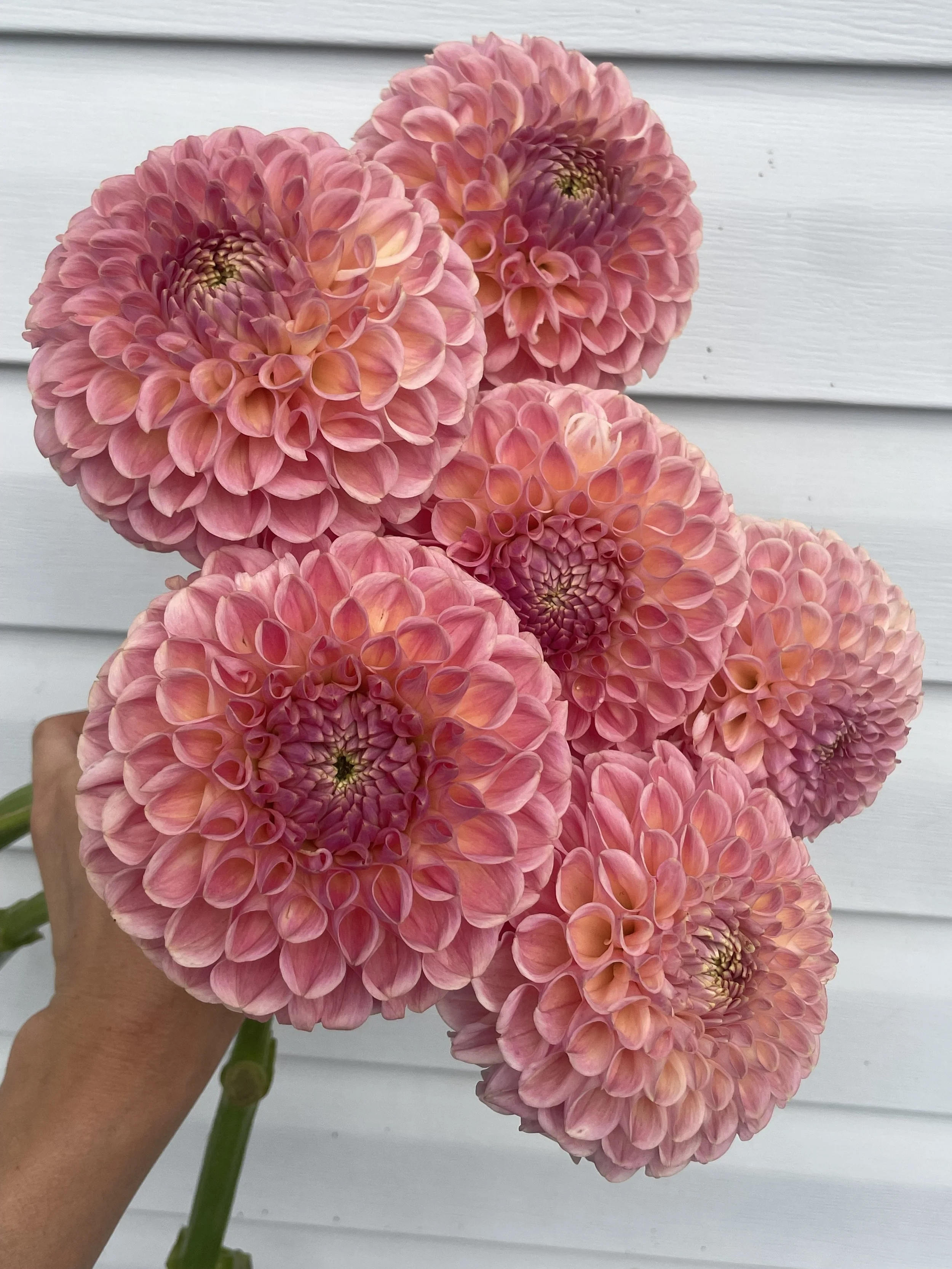 Clearview Peachy Dahlia Tuber