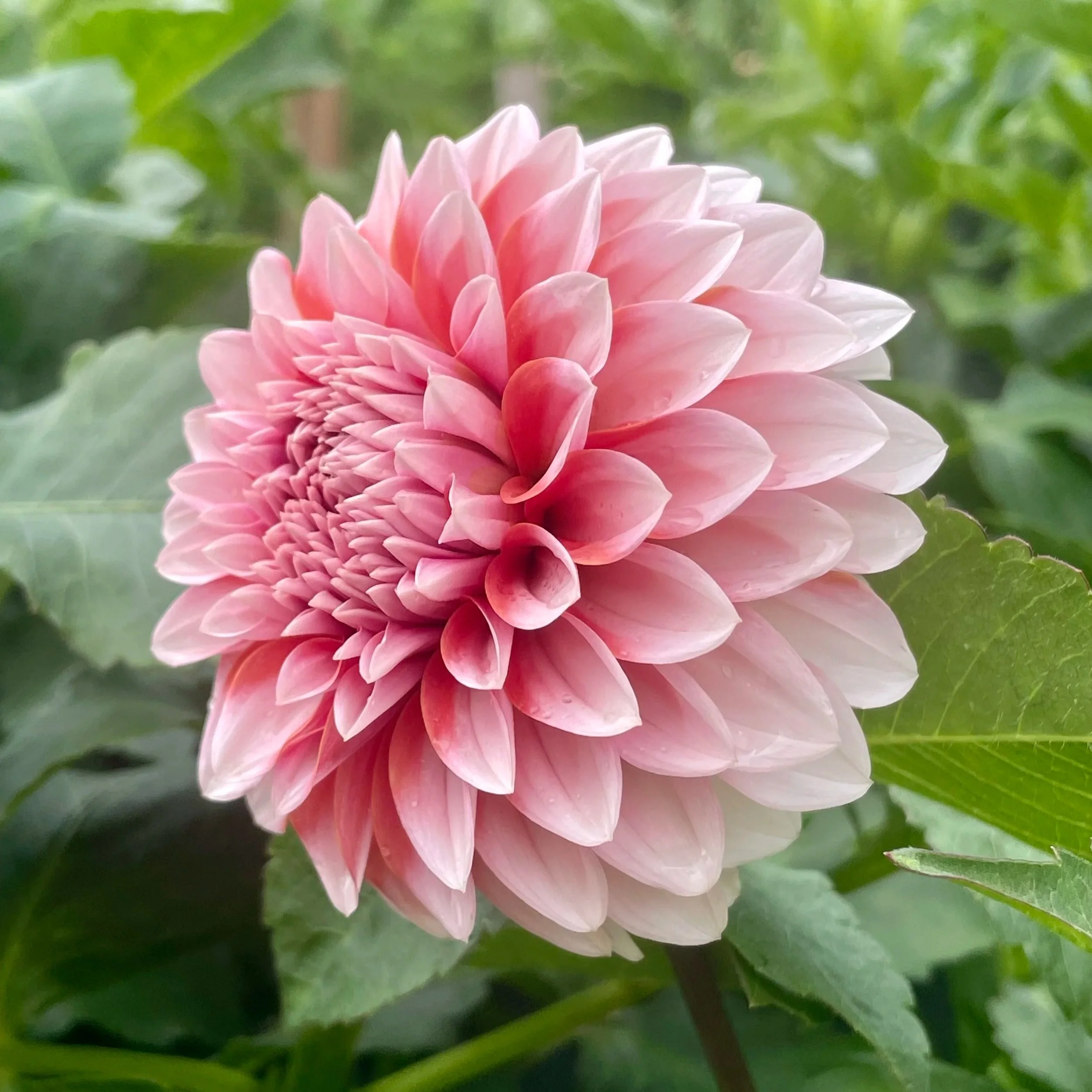 Rm-babygirl-dahlia-tuber.jpg