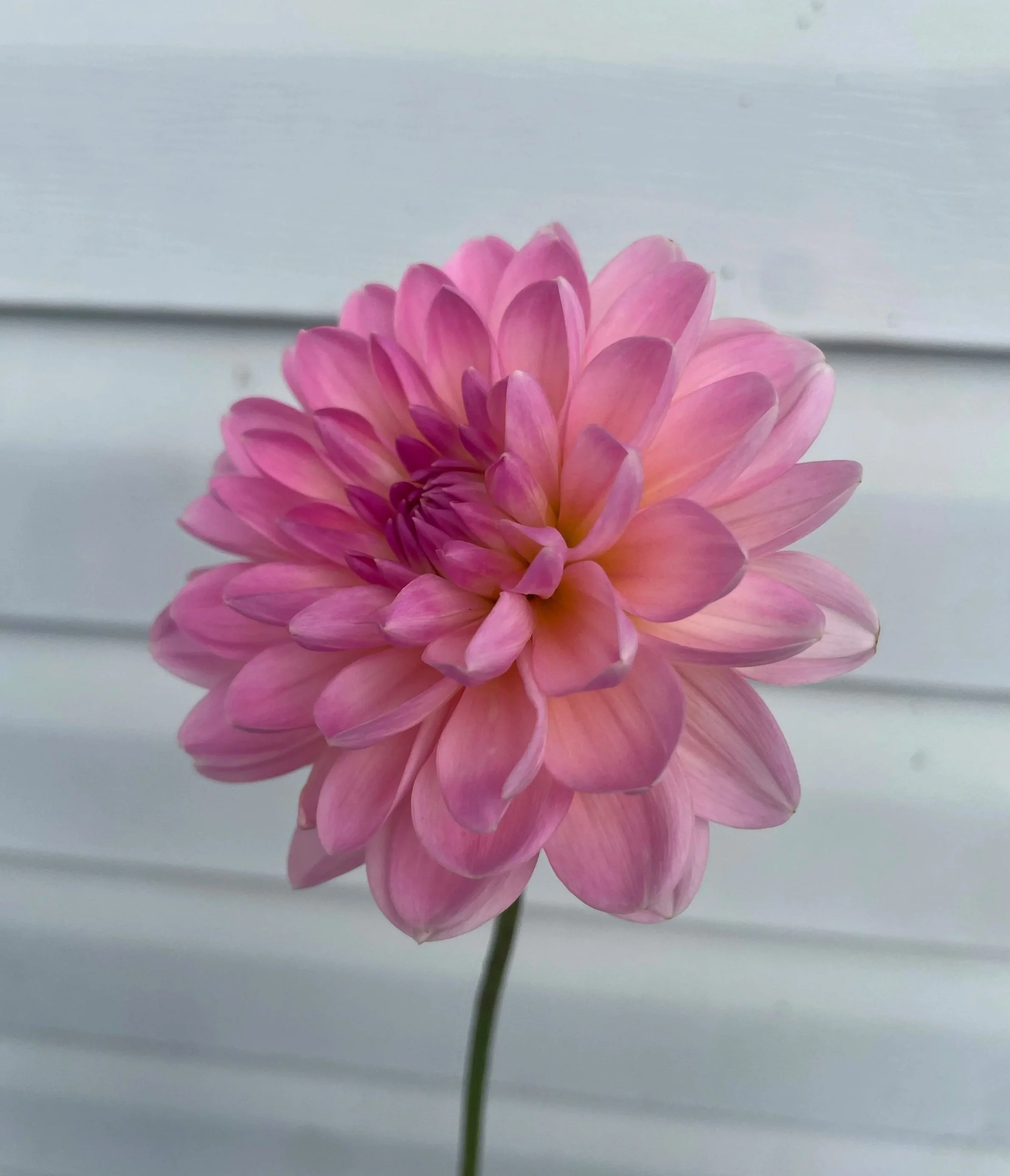 janet-leigh-dahlia-tuber-canada1.jpg