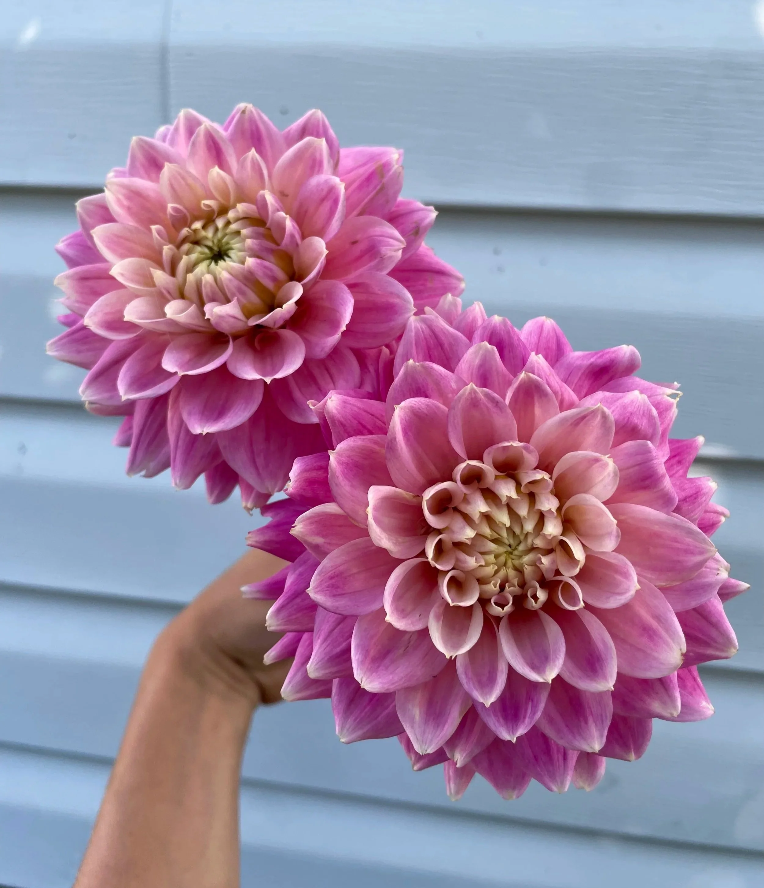 miss-sarah-Dahlia-Tuber-canada.jpg