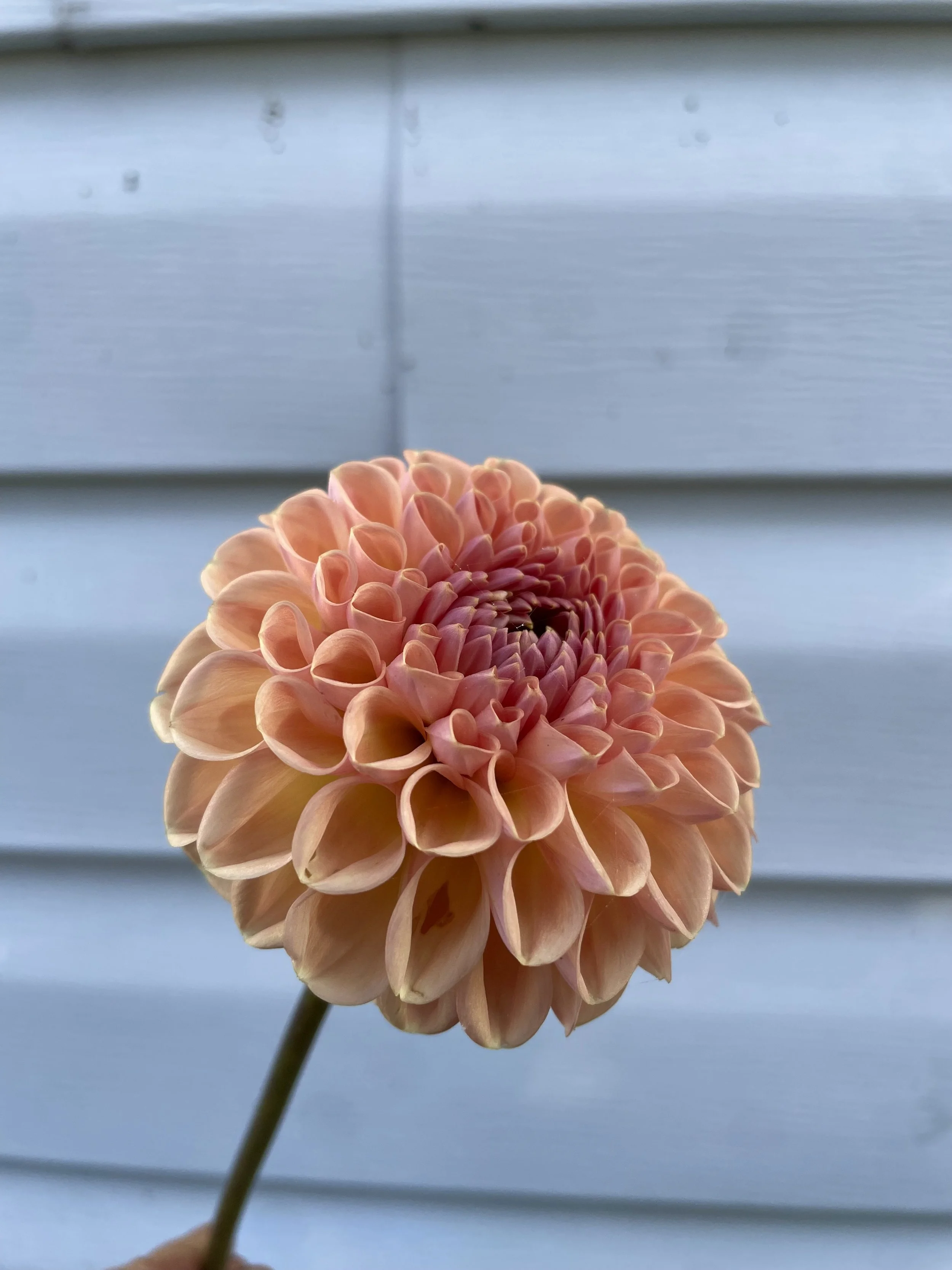 Valley Tawny Dahlia Tuber