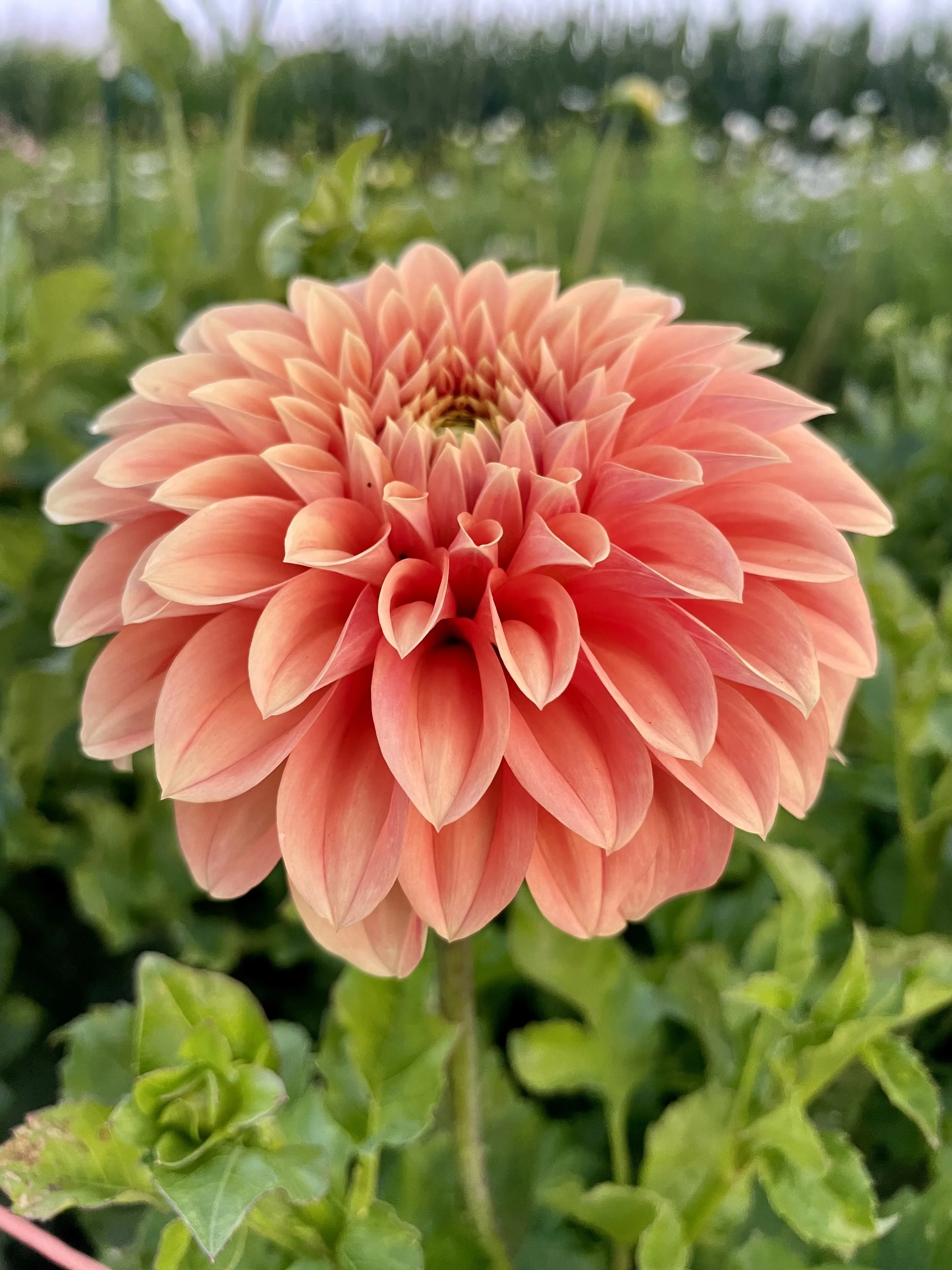 Bracken Palomino Dahlia Tuber