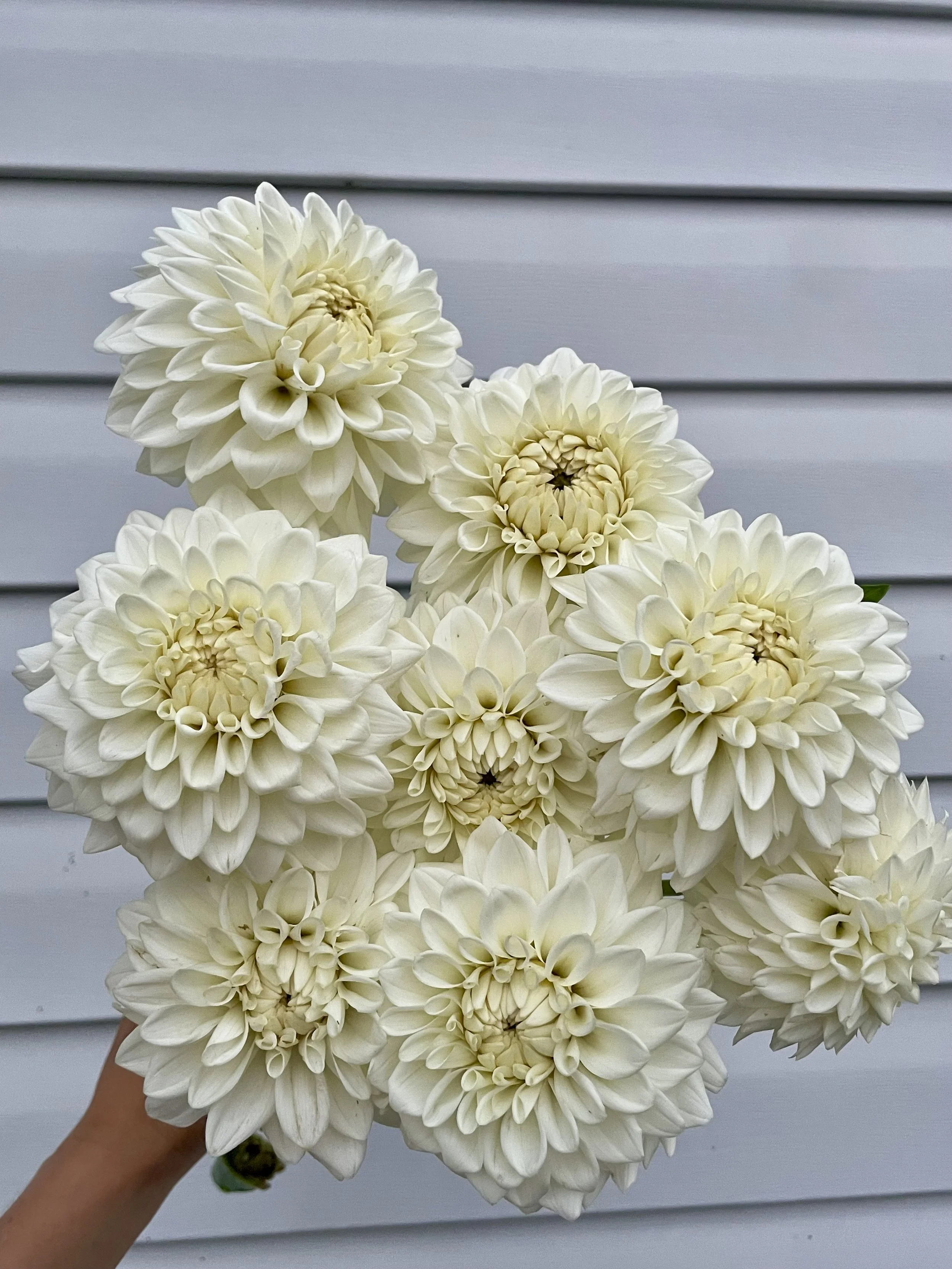 Blizzard Dahlia Tuber