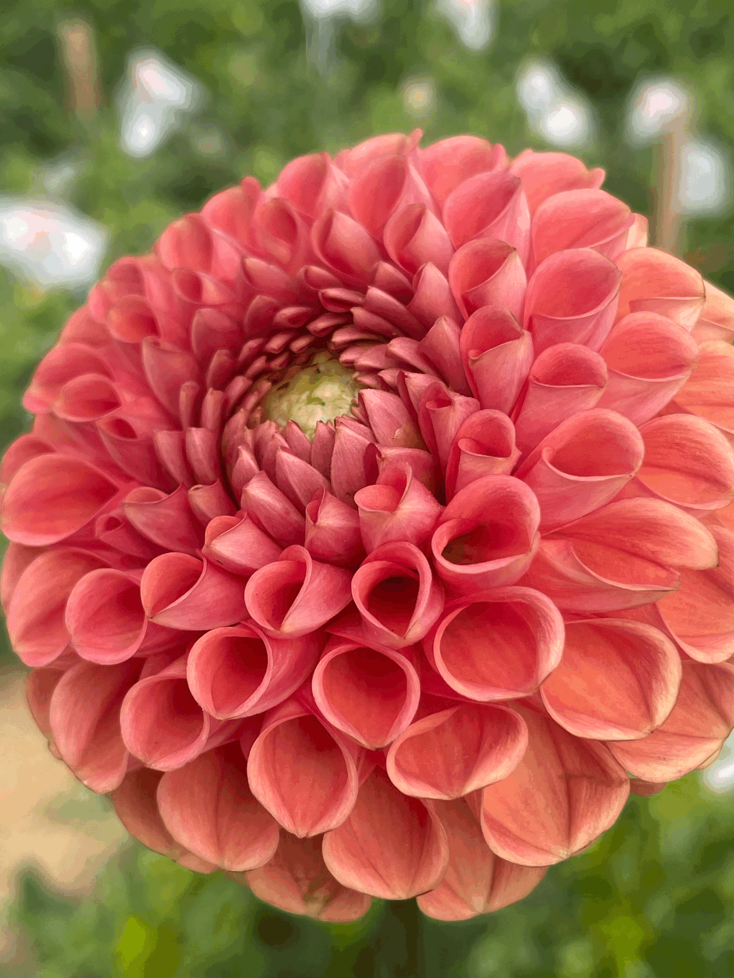 Cornel Bronze Dahlia Tuber + BULK