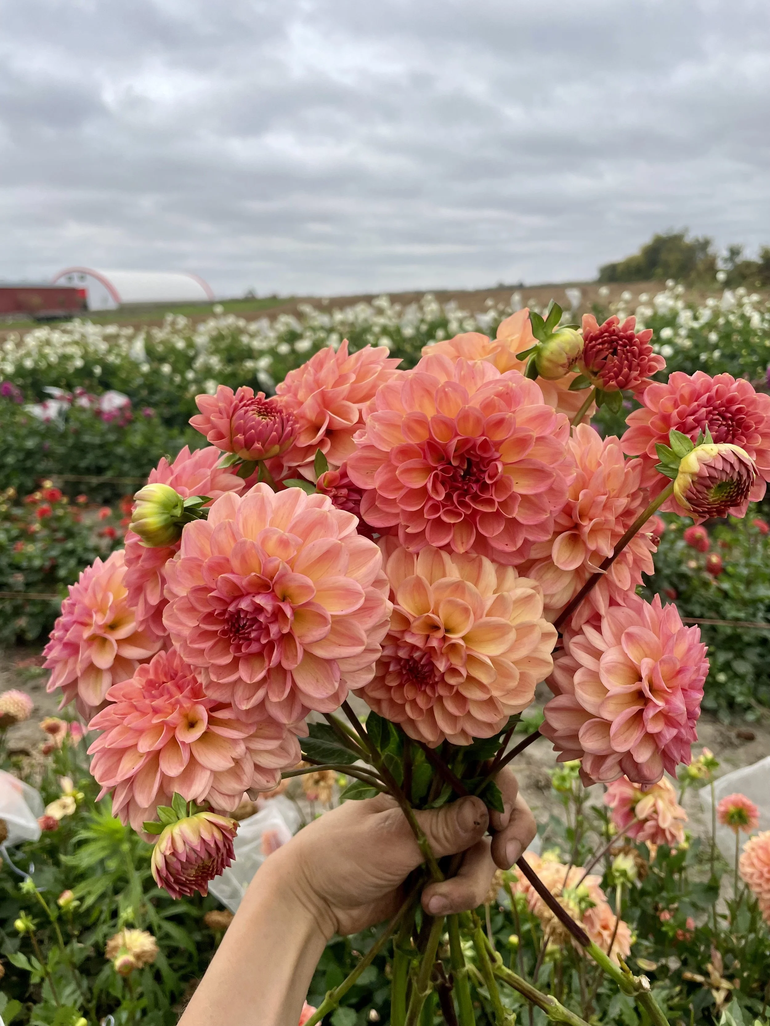 larks-ebbe-dahlia-tuber-canada-a.jpeg