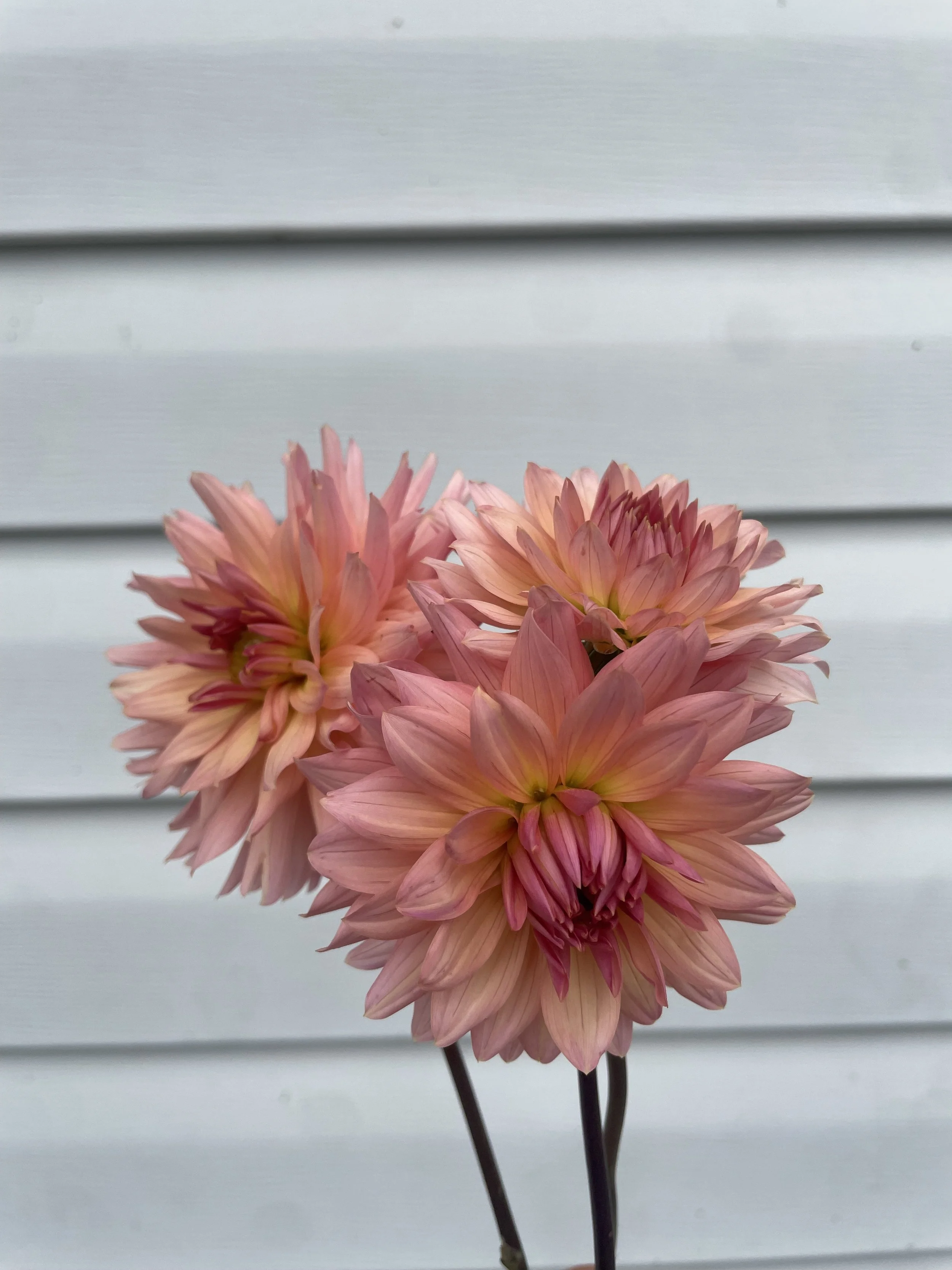 Henriette Dahlia Tuber