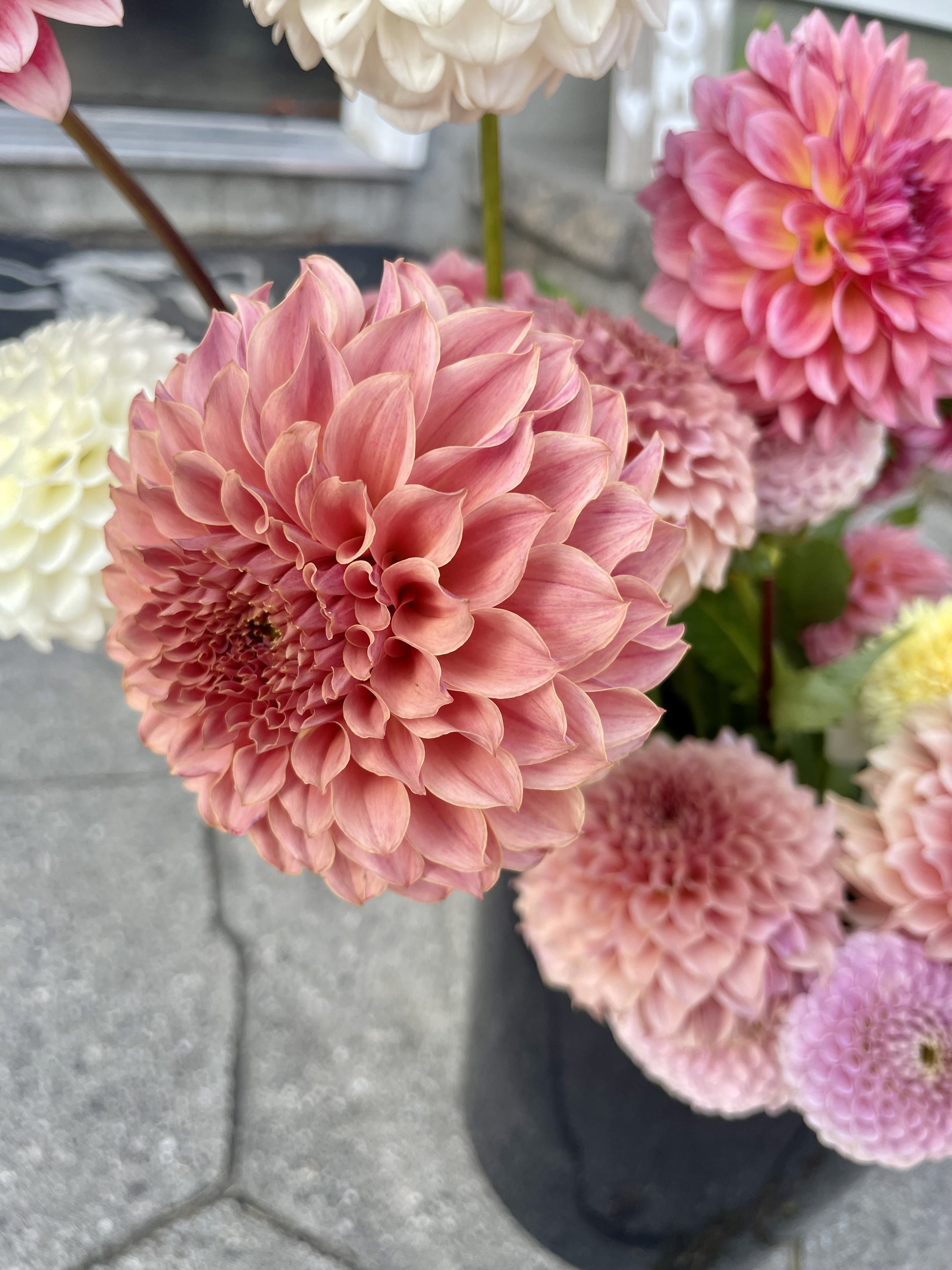 kas-coral-sea-dahlia-tuber-canada.jpeg