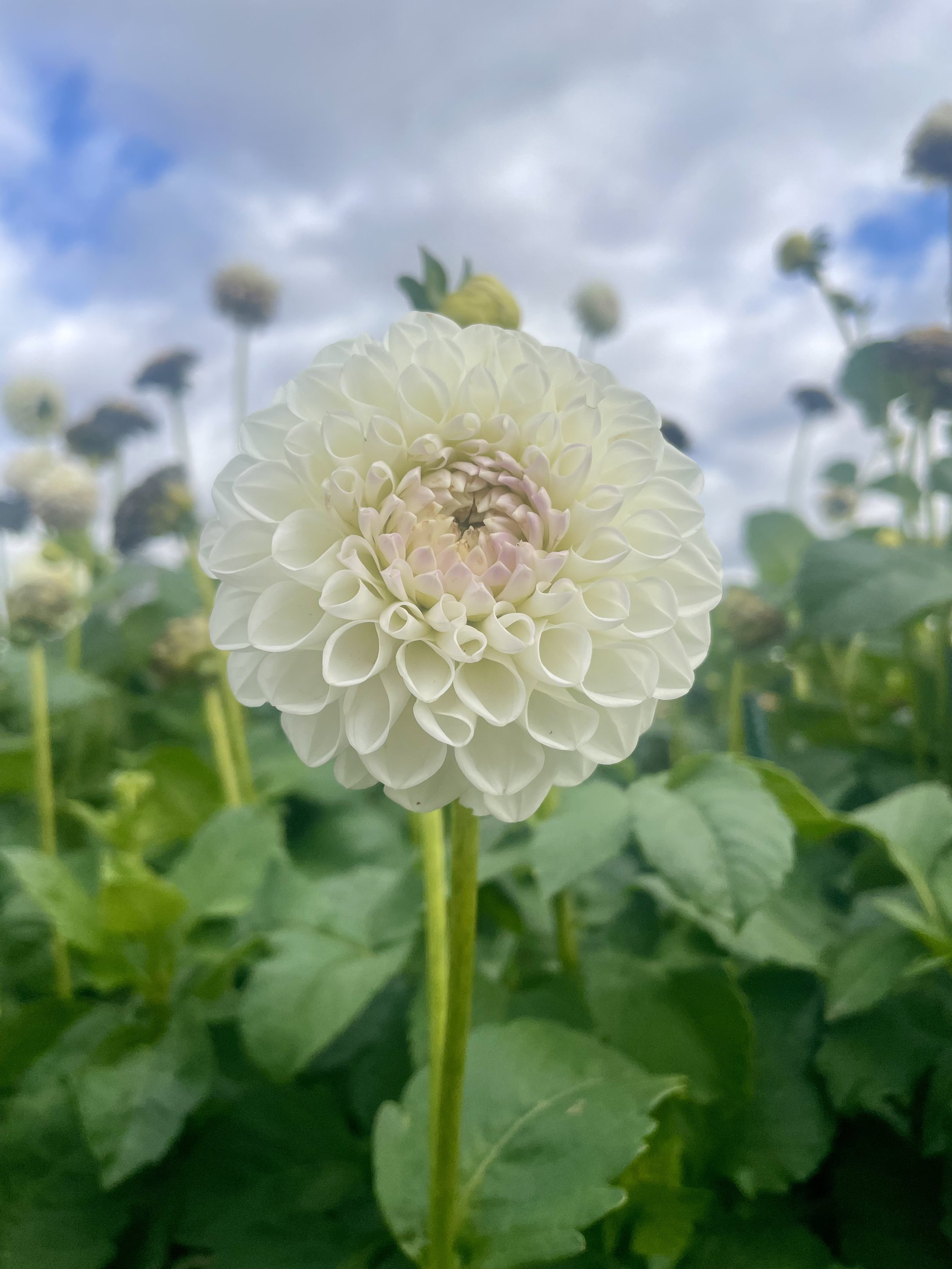 andrea-lawson-dahlia-tuber.jpeg