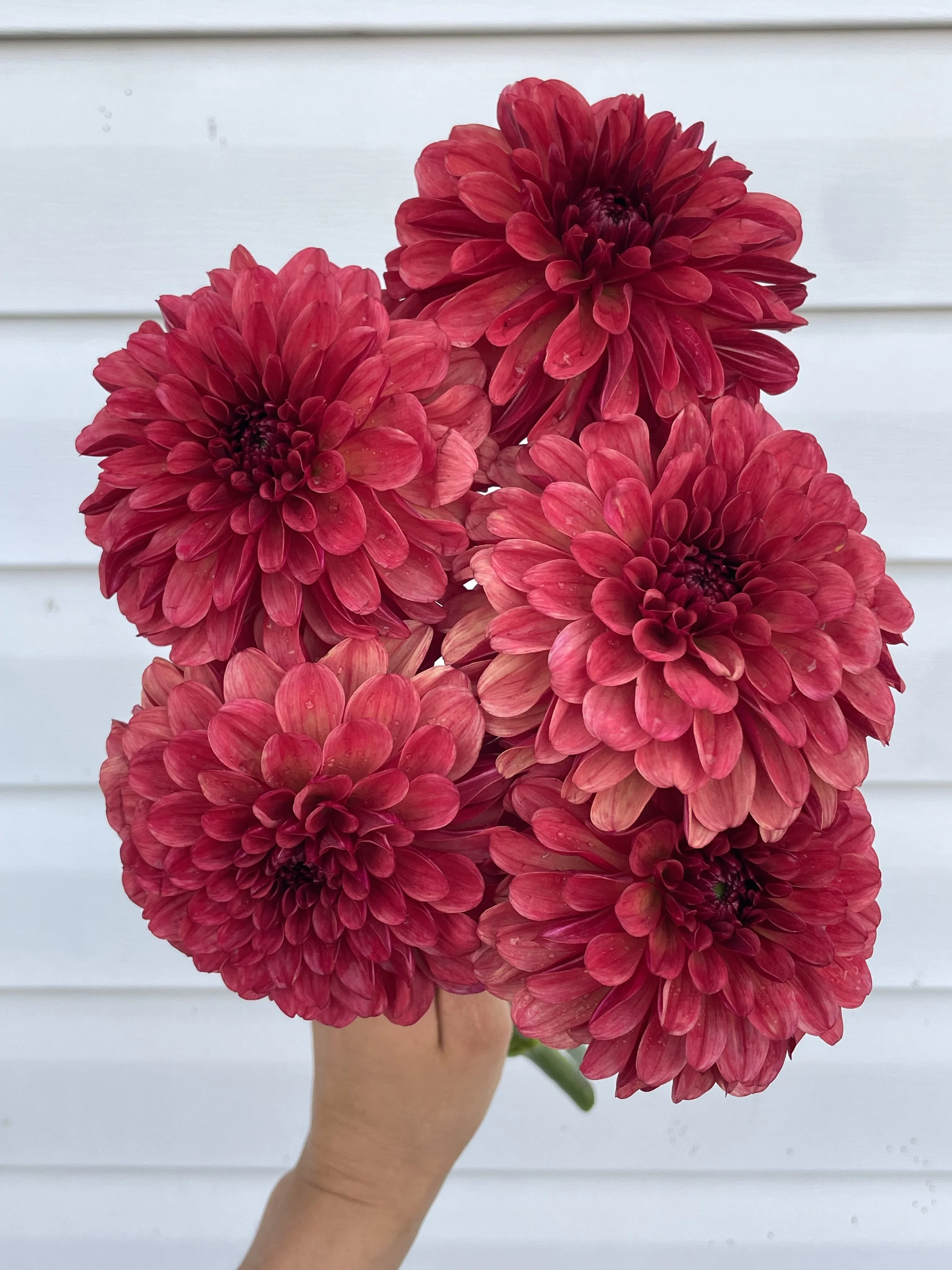 Ferncliff Cinnamon Dahlia Tuber