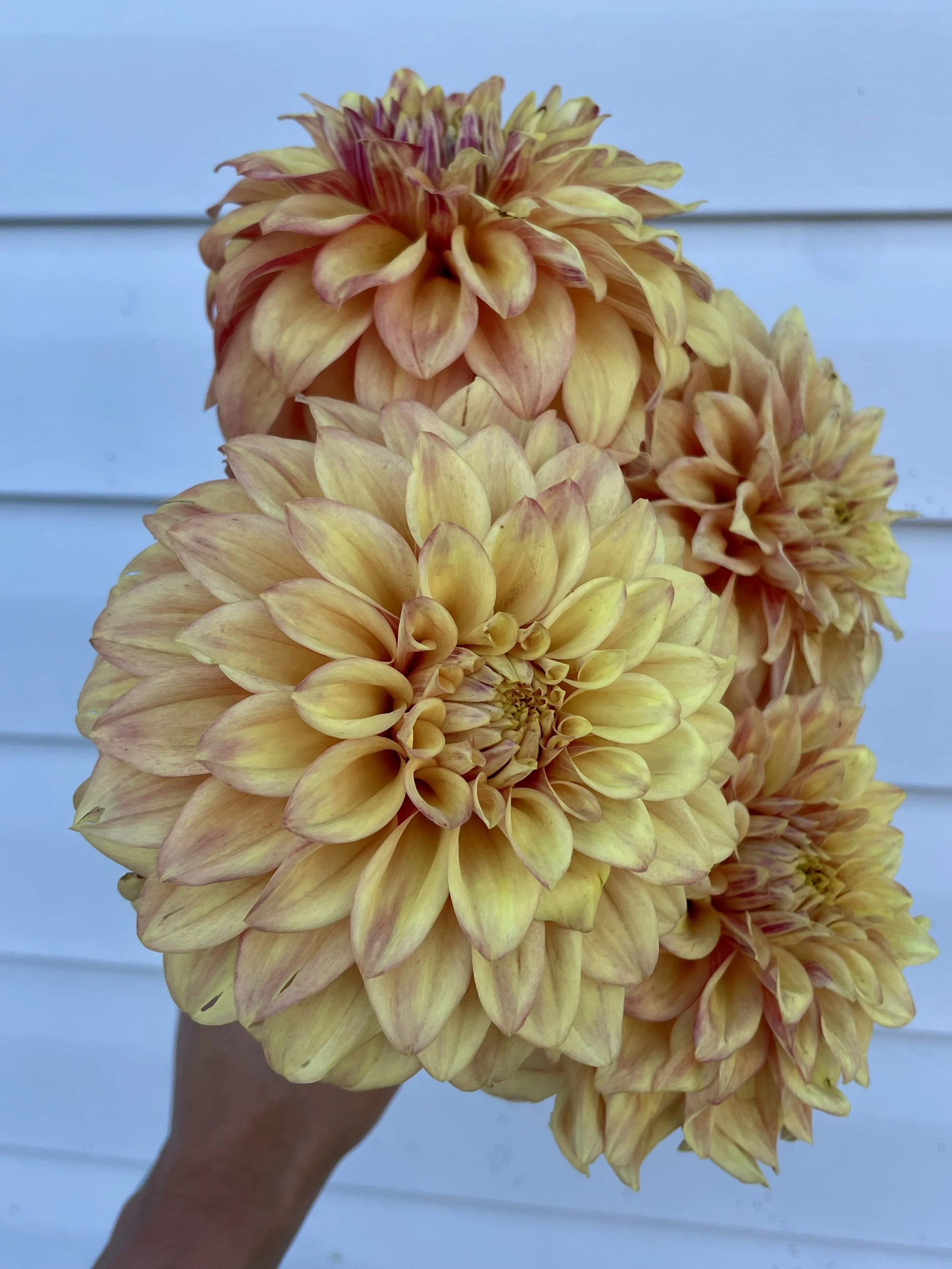 miss-amarah-dahlia-tuber-canada.jpeg