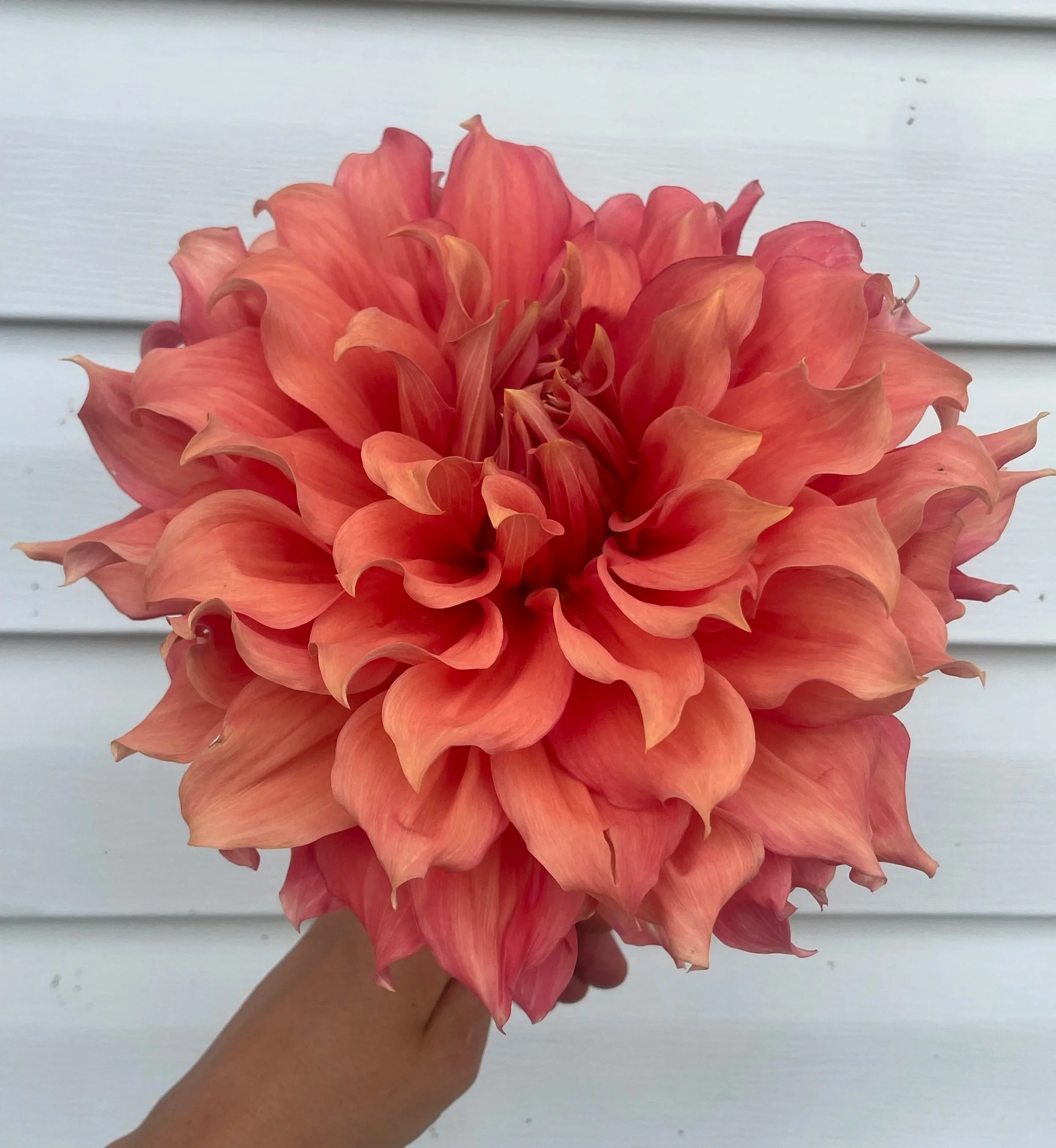 sierra-glow-dahlia-tuber-canada2.jpg