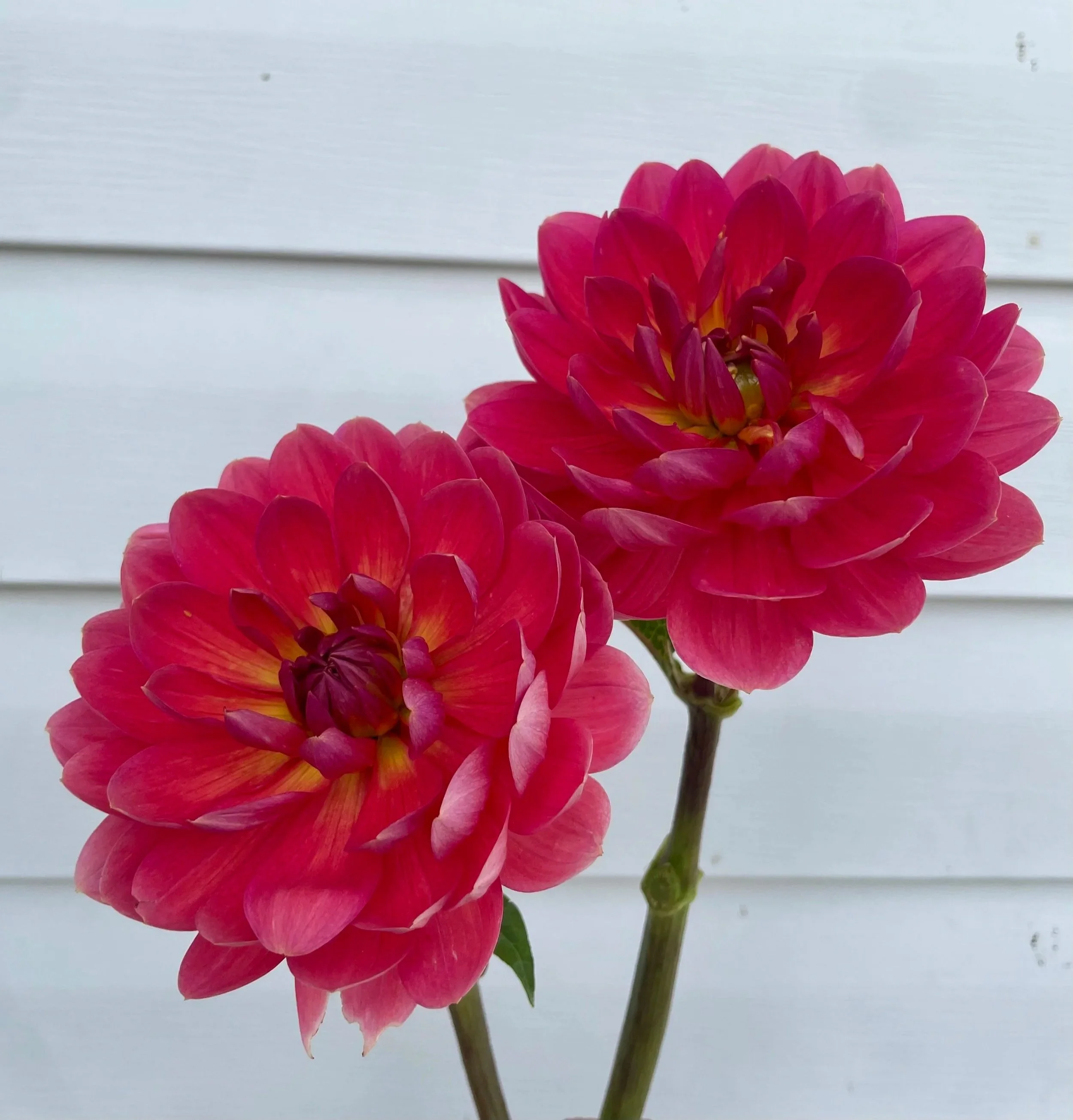 Hollyhill Daydream Dahlia Tuber
