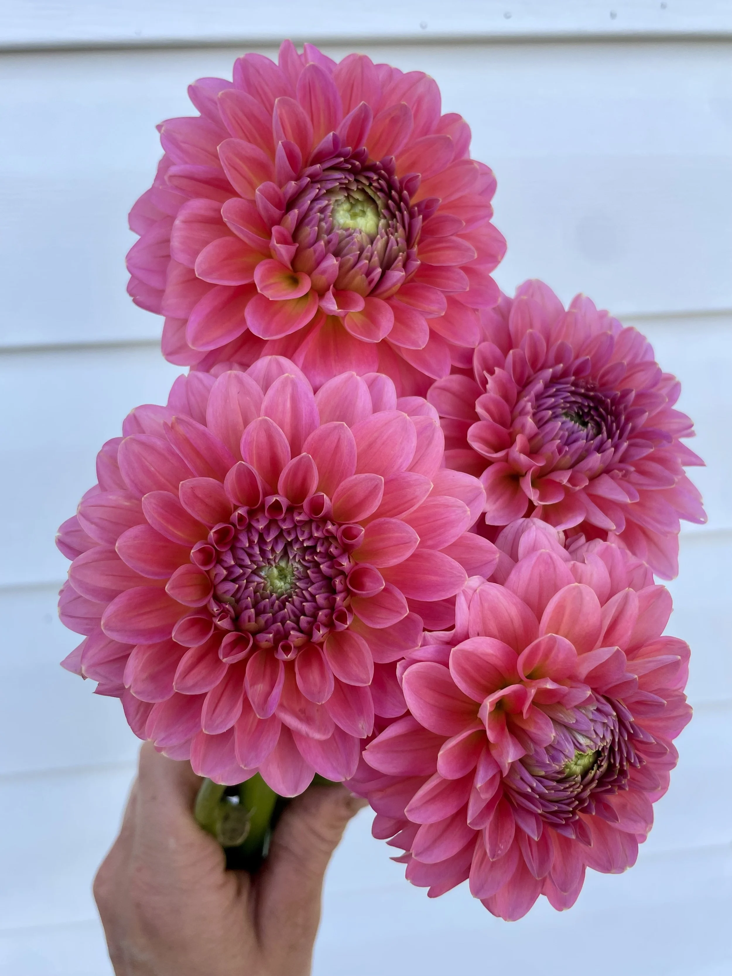 Salmon Runner Dahlia Tuber