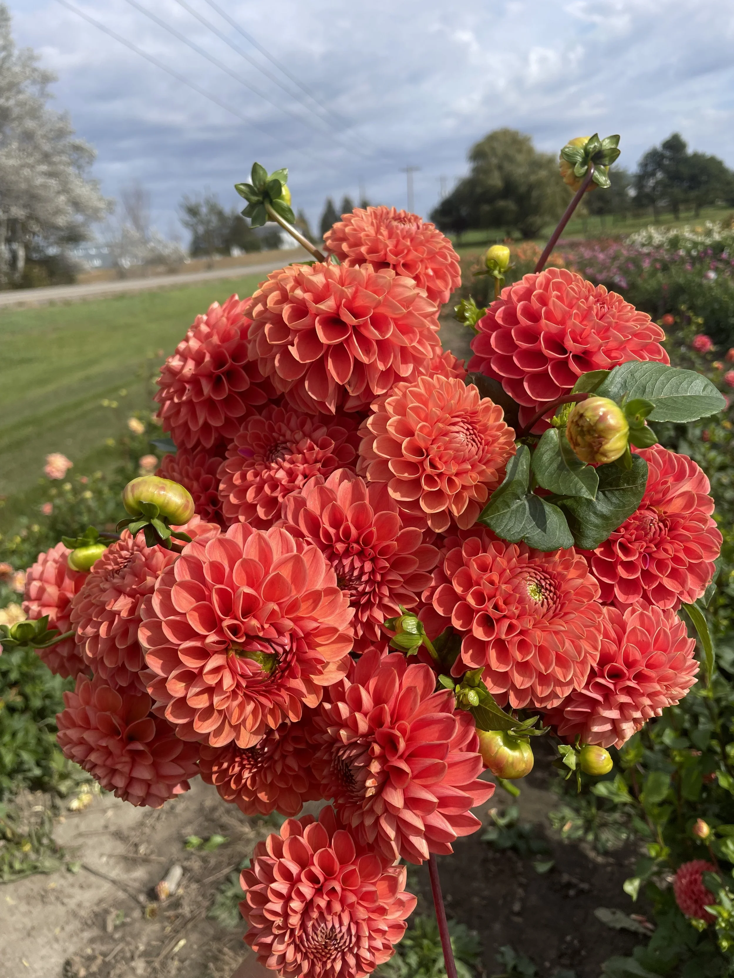 jomanda-dahlia-tuber-canada-1.jpeg