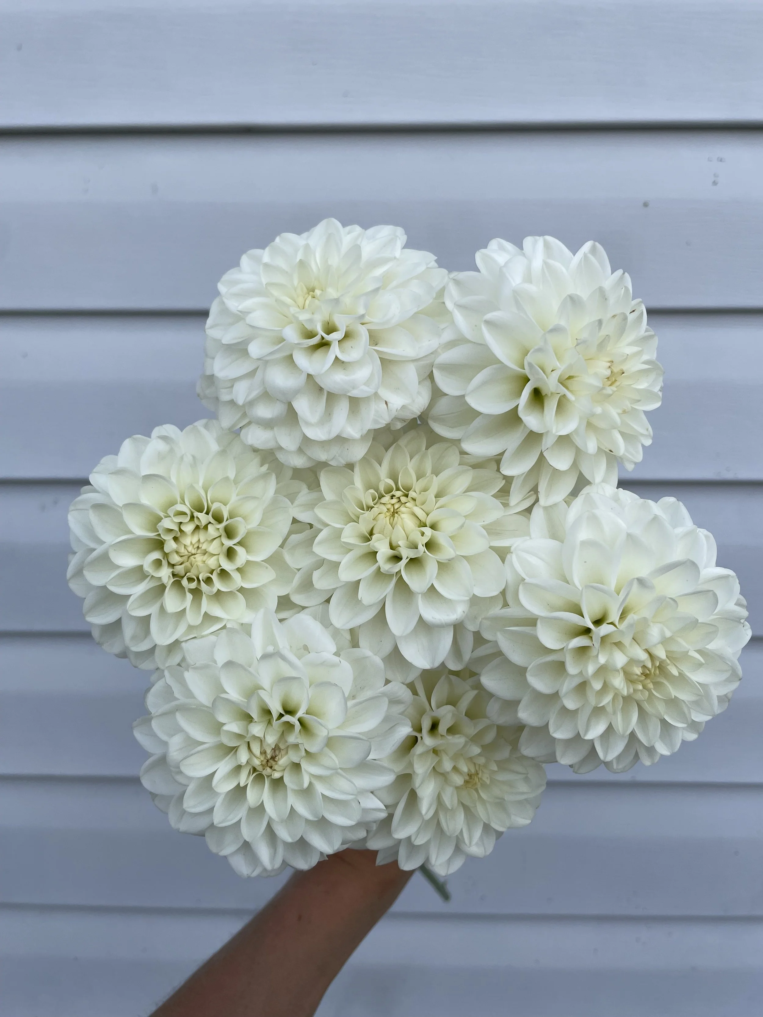 ferncliff-artica-dahlia-tuber-canada.jpeg (Copy)