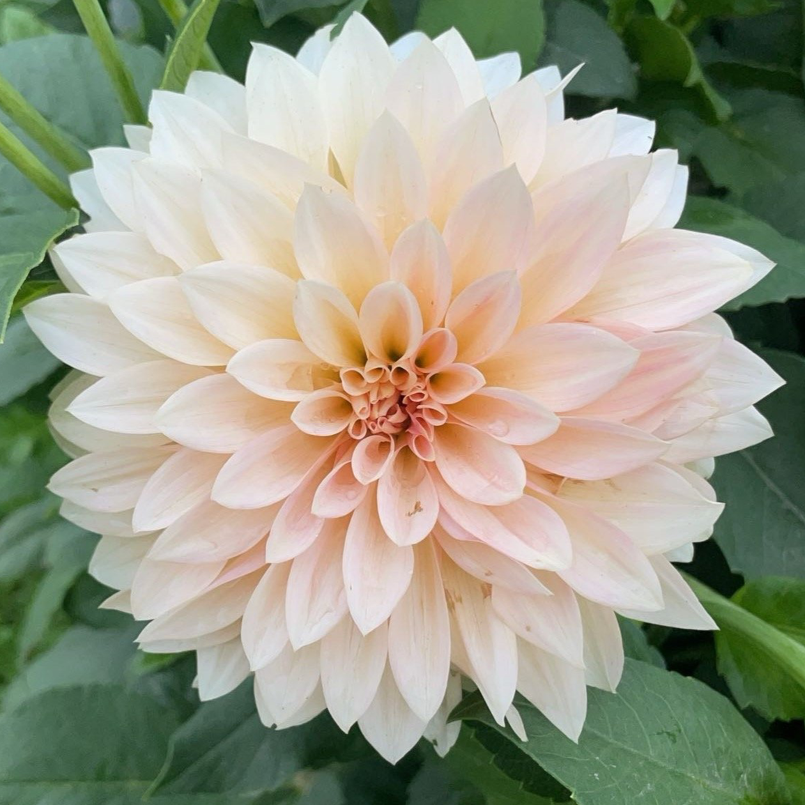 cafe au lait dahlia flower grown from tuber in Canada