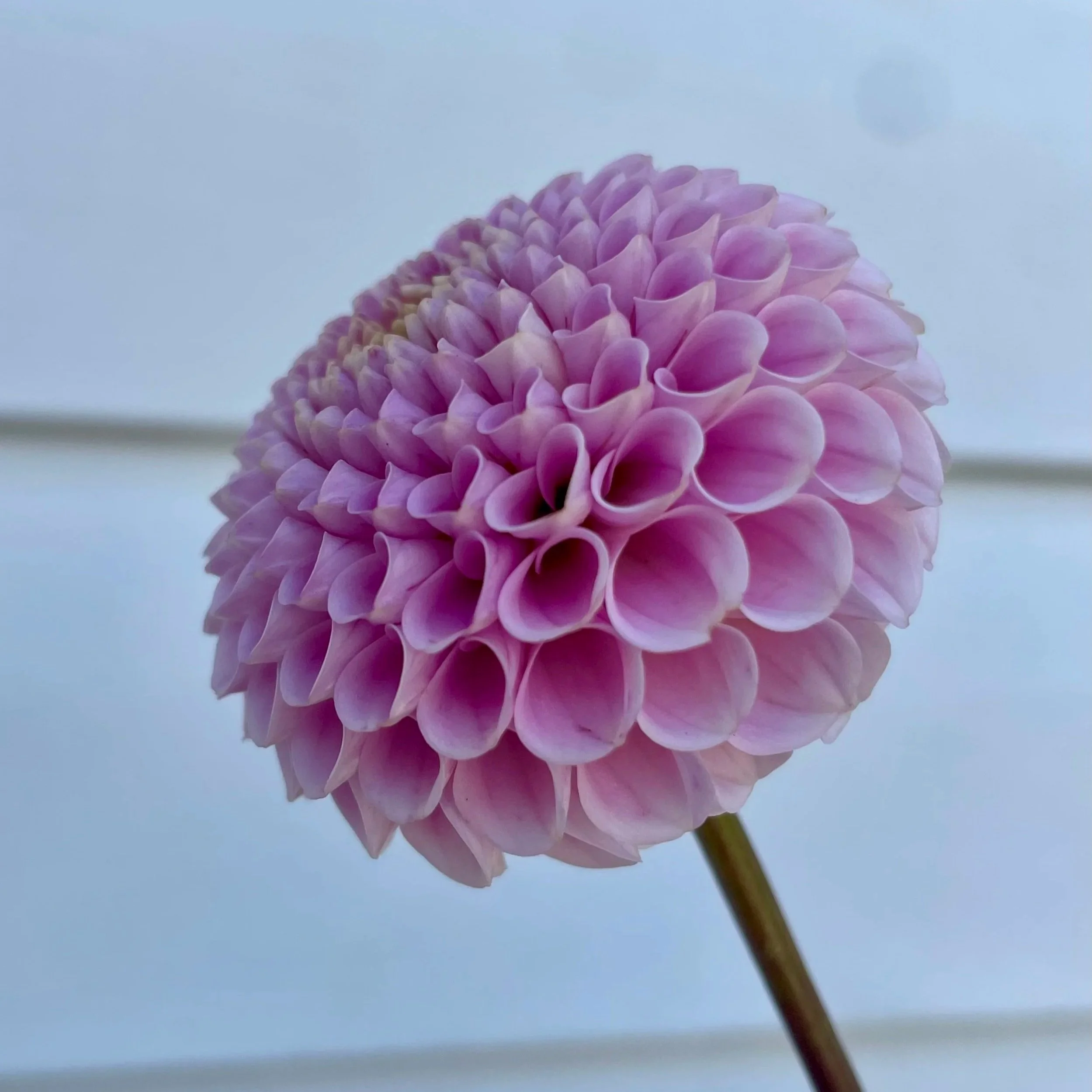 20th-avenue-delicada-dahlia-tuber.jpg