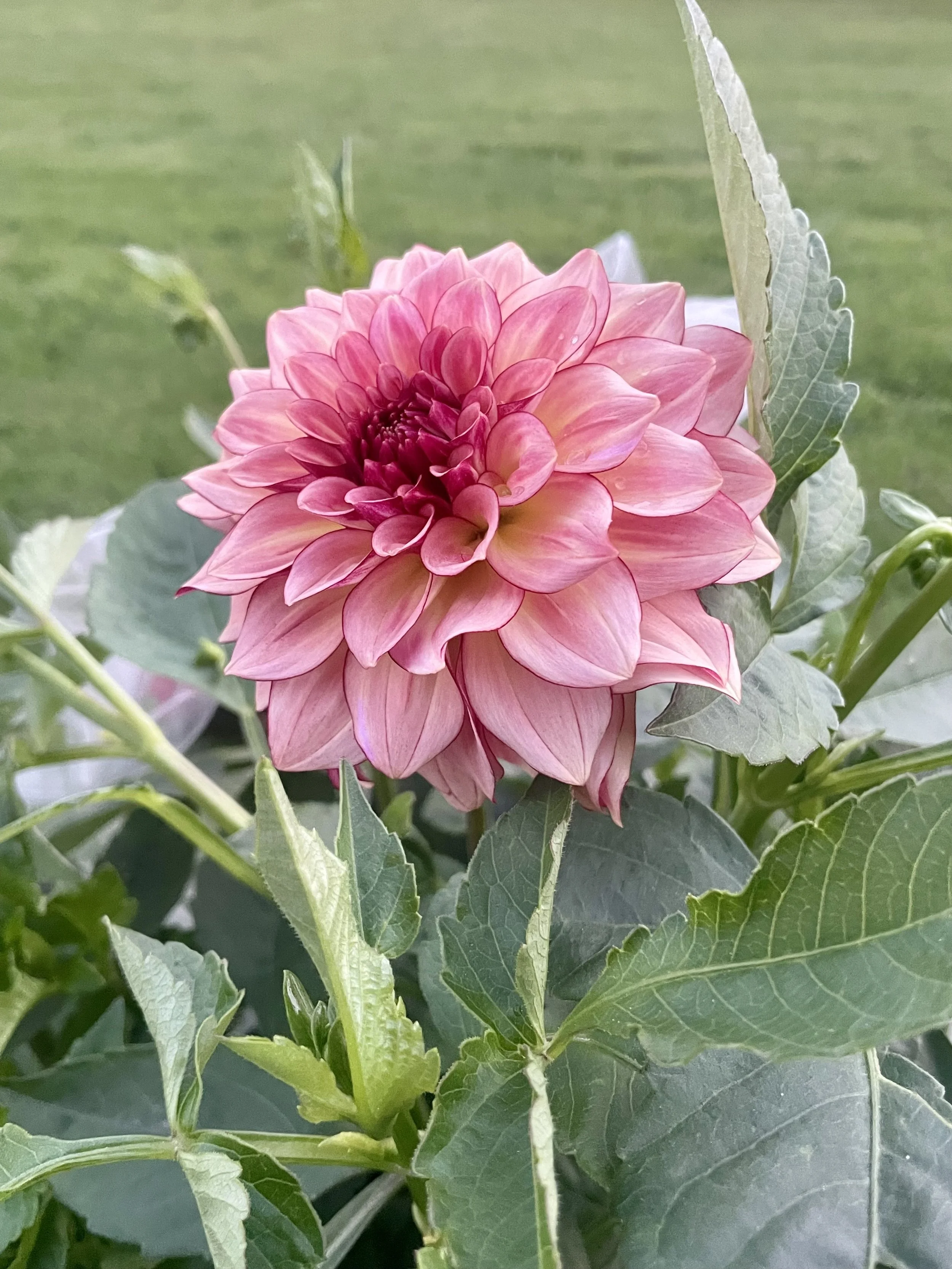ka-mocha-katie-dahlia-tuber-canada-2.jpeg