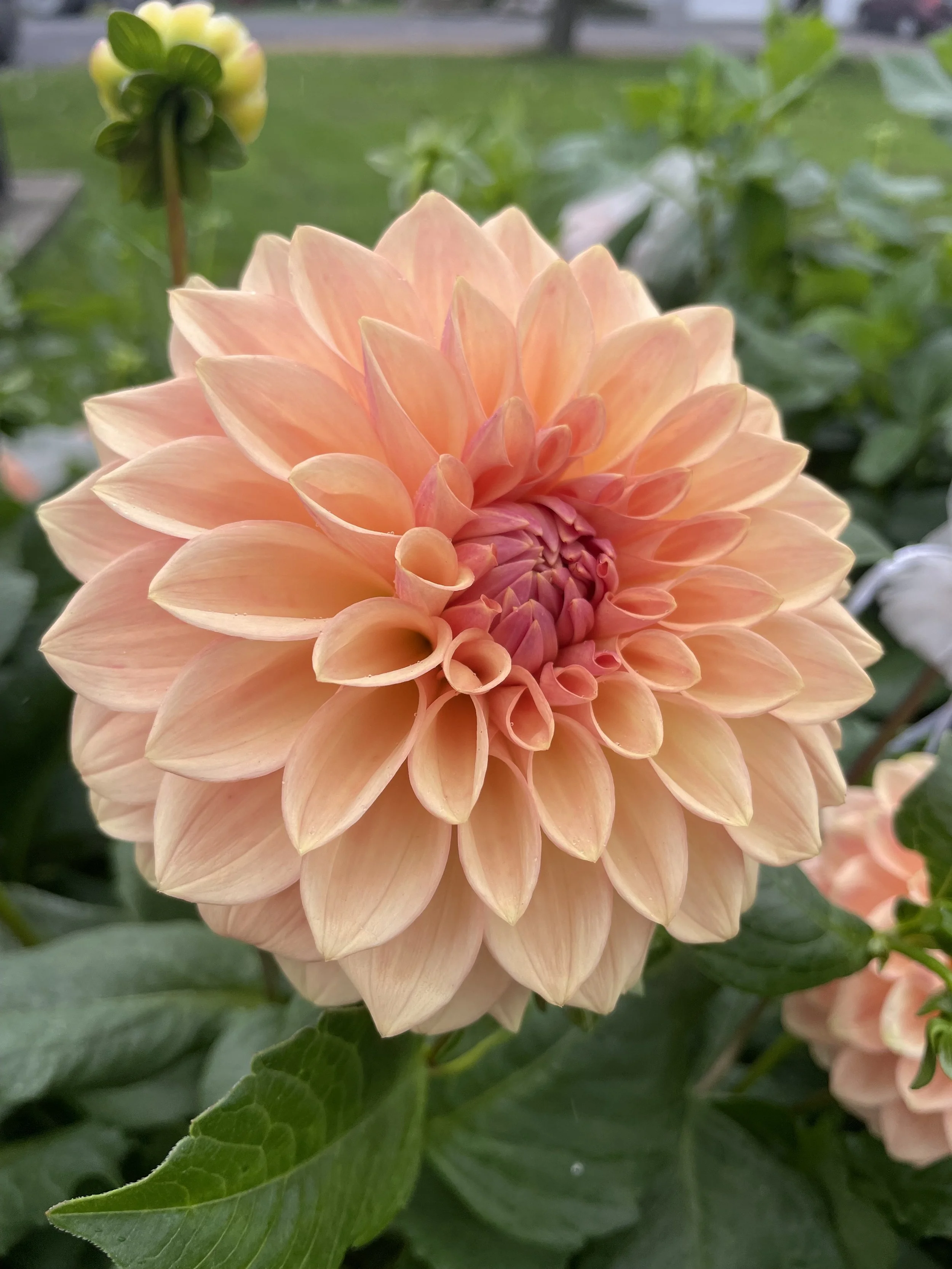 bloomquist-alan-dahlia-tuber.jpeg