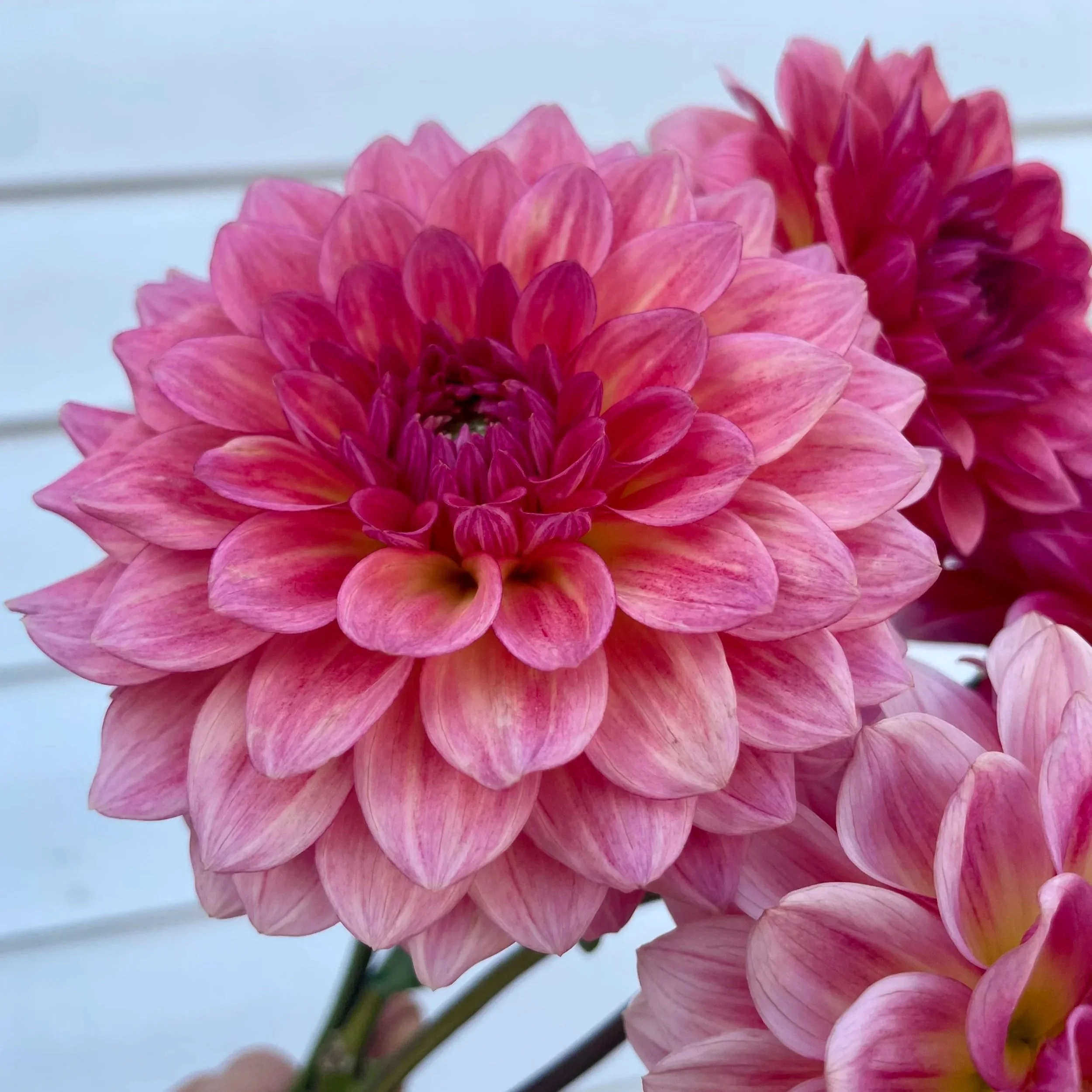 jabberbox-dahlia-tuber-canada-upclose.jpg