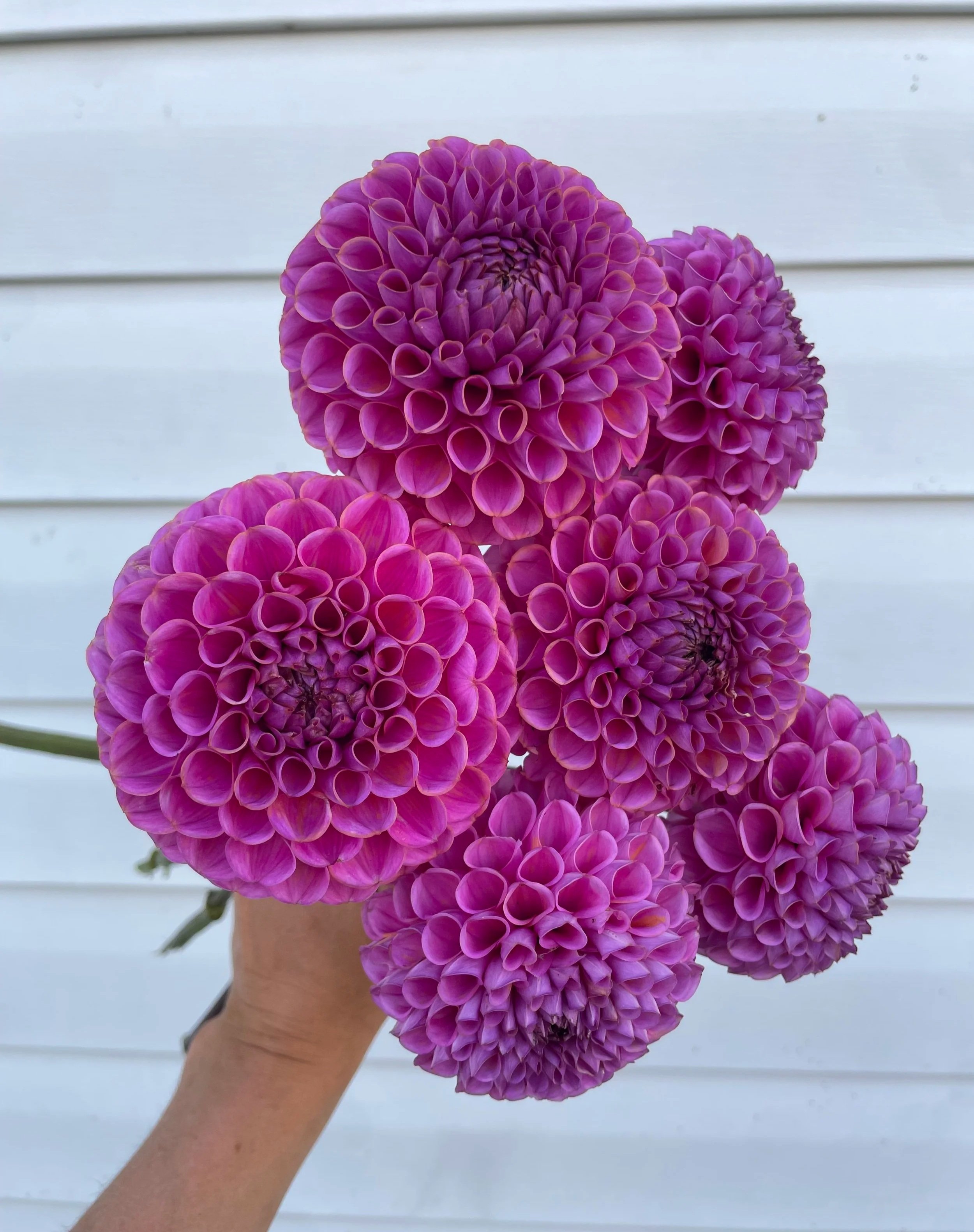 isabel-dahlia-tuber-canada-1.jpg