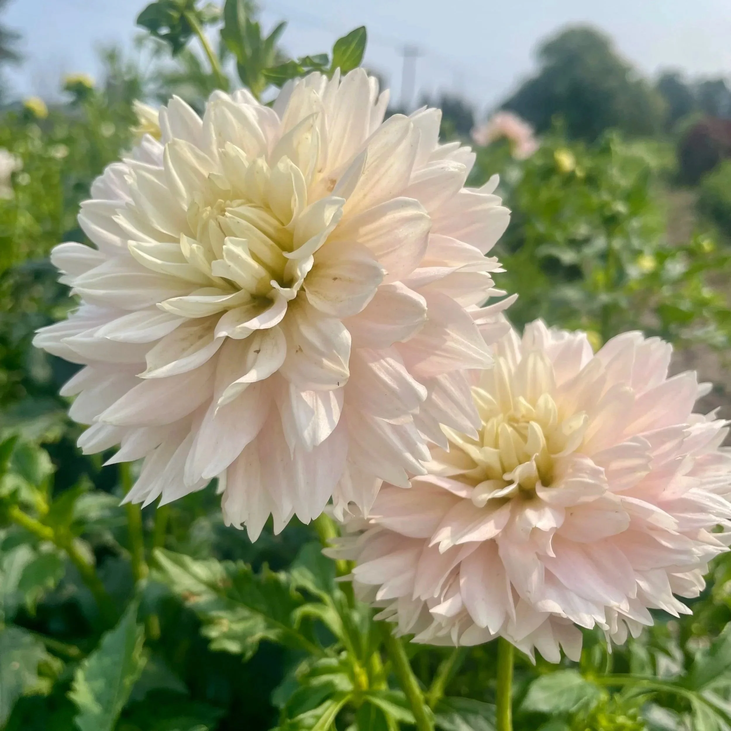 Chilsons-pride-dahlia-tuber.jpg