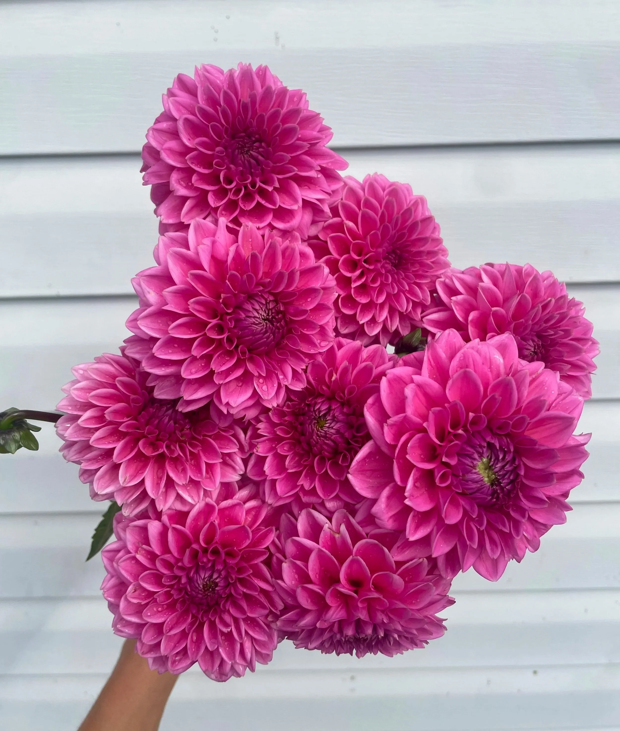 Pink Sylvia Dahlia Tuber